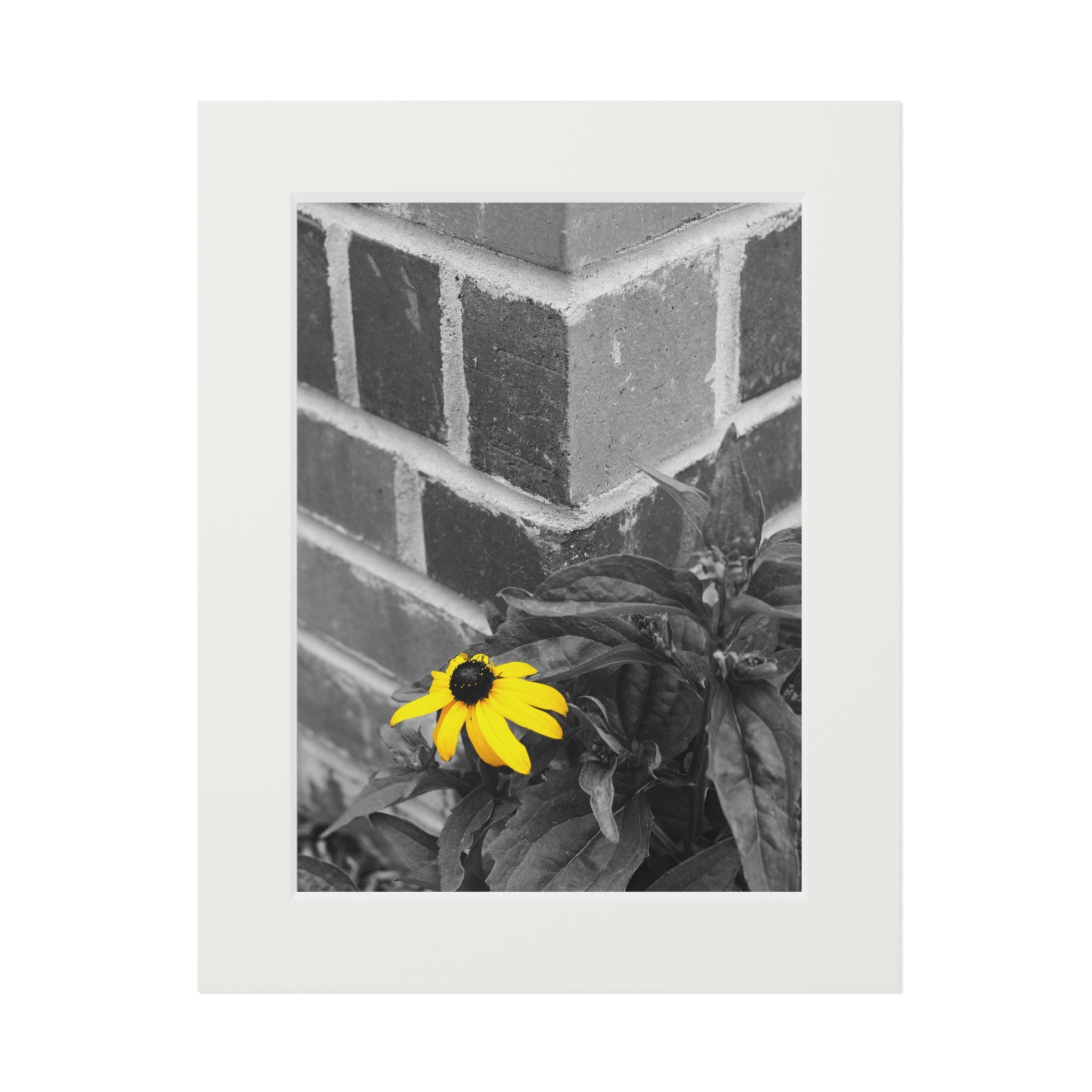 Fine Art Print — Monochrome Brick Corner with Yellow Daisy (Passepartout)