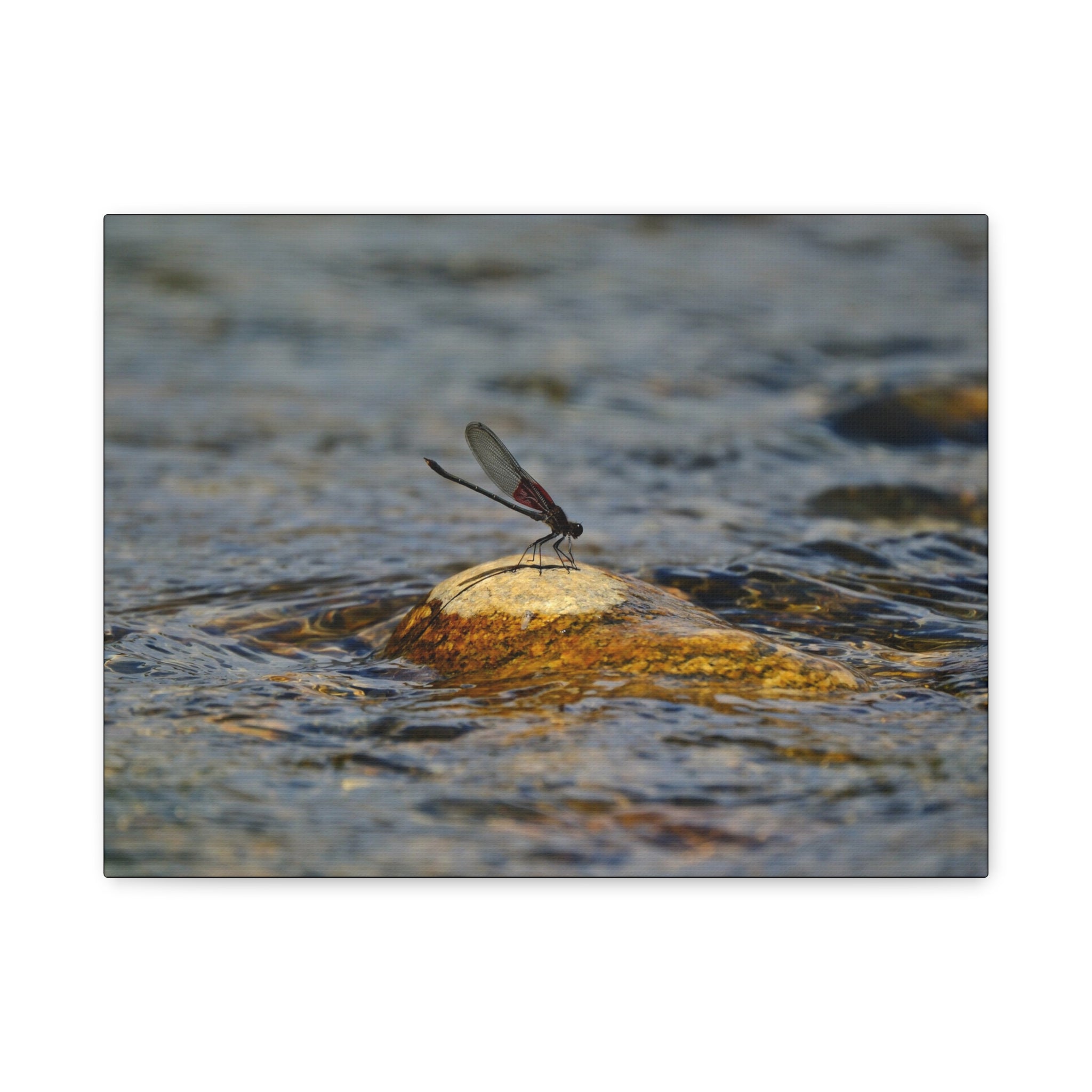 Damselfly on River Rock - Matte Canvas Print