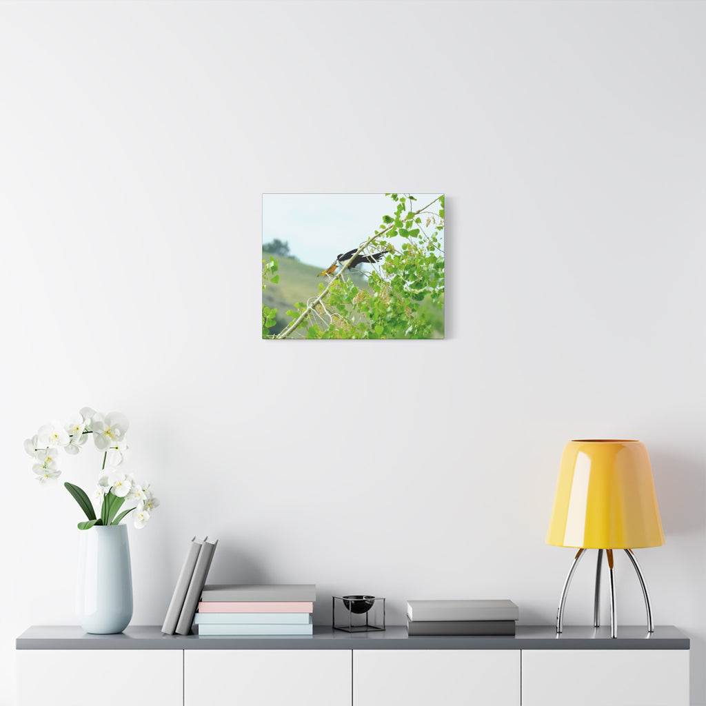 Oriole & Magpie Battle on an Aspen Branch - Matte Stretched Canvas Wall Art