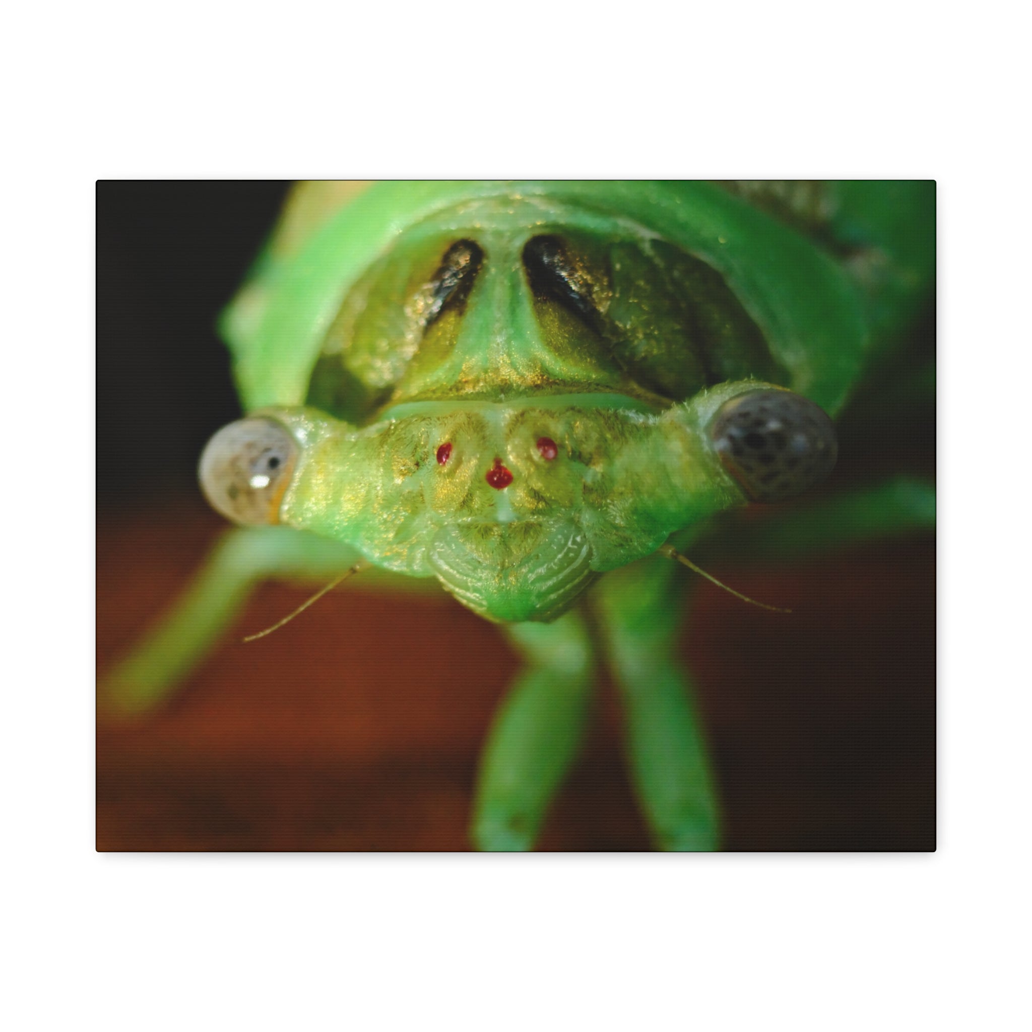Cute Green Cicada Macro Canvas Print — Close-Up Insect Wall Art