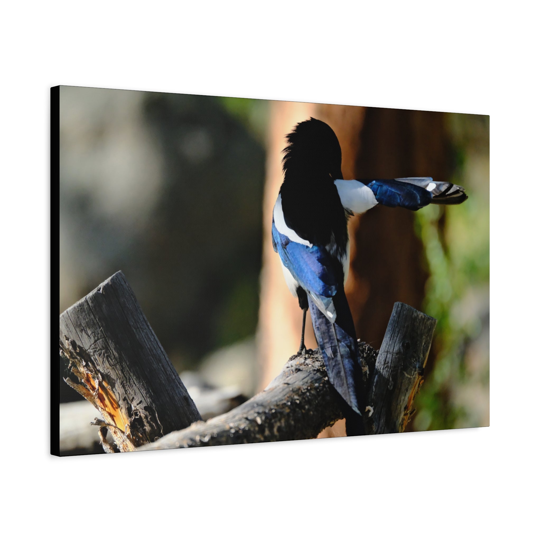 Black-billed Magpie Wildlife Canvas Print — Matte Stretched Wall Art