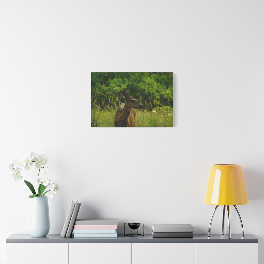 Doe in Meadow Matte Stretched Canvas (1.25") — Wildlife Wall Art
