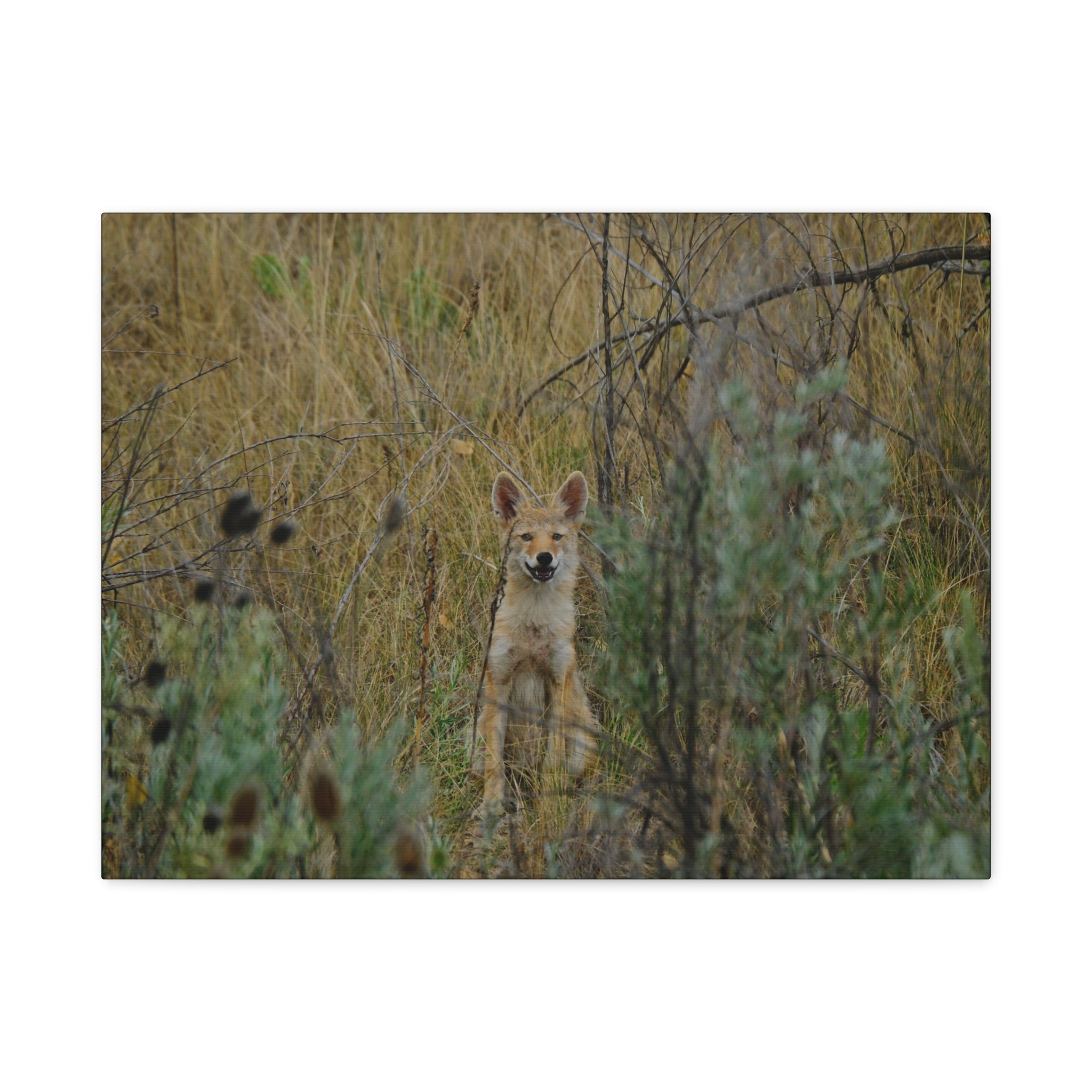 Friendly Face In The Wild - Coyote in Tall Grass Matte Canvas Wall Art
