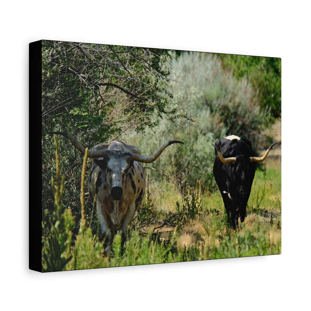 Long Horns on a Stroll - Matte Canvas, Stretched, 1.25"