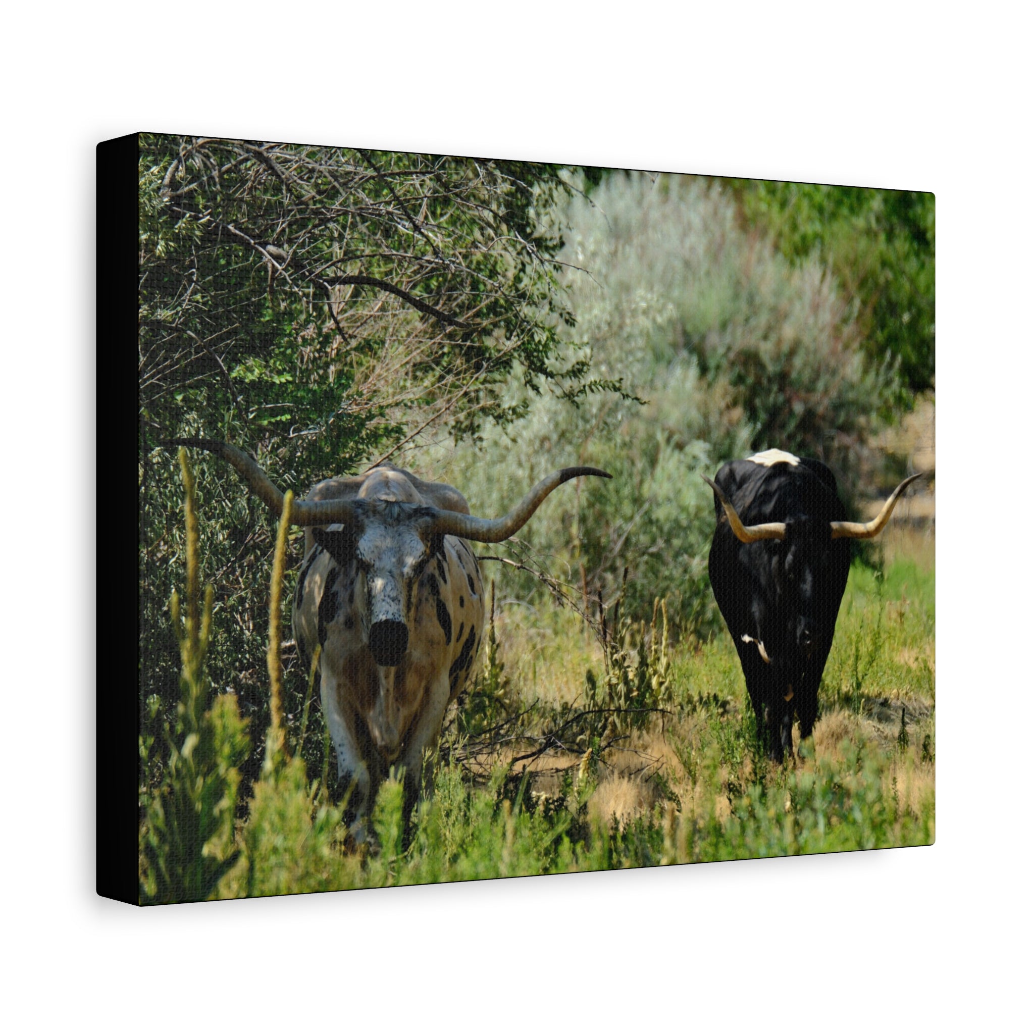 Long Horns on a Stroll - Matte Canvas, Stretched, 1.25"