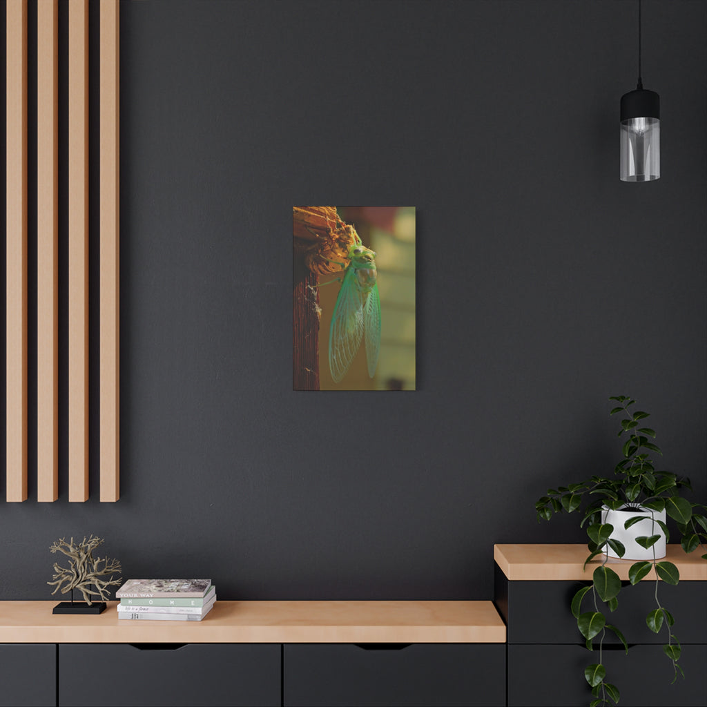 Cicada Close-Up Matte Canvas Wall Art — Nature Photography Stretched Print