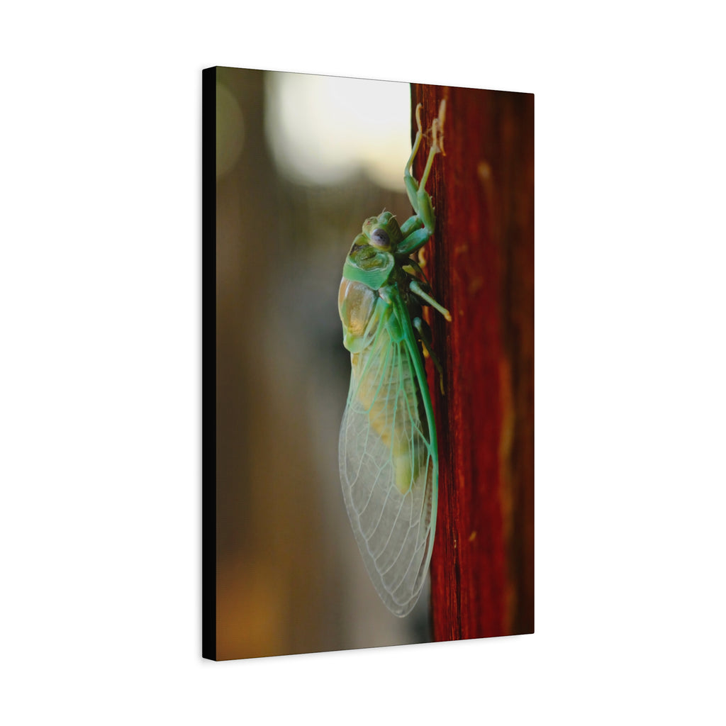 Cicada Close-Up Matte Canvas Print — Stretched 1.25" Nature Wall Art
