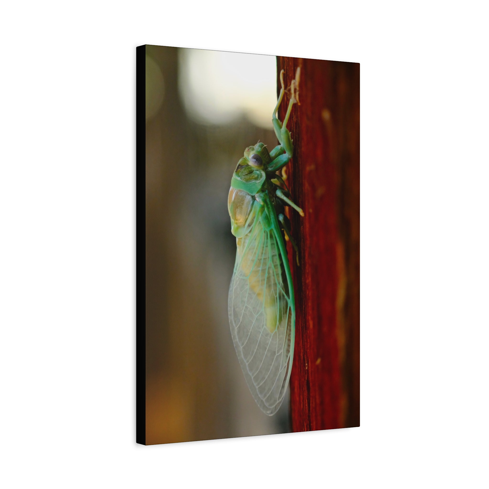 Cicada Close-Up Matte Canvas Print — Stretched 1.25" Nature Wall Art
