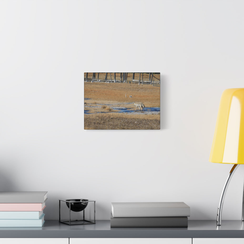Coyote Canvas Wall Art — Wildlife Landscape Matte Stretched Print