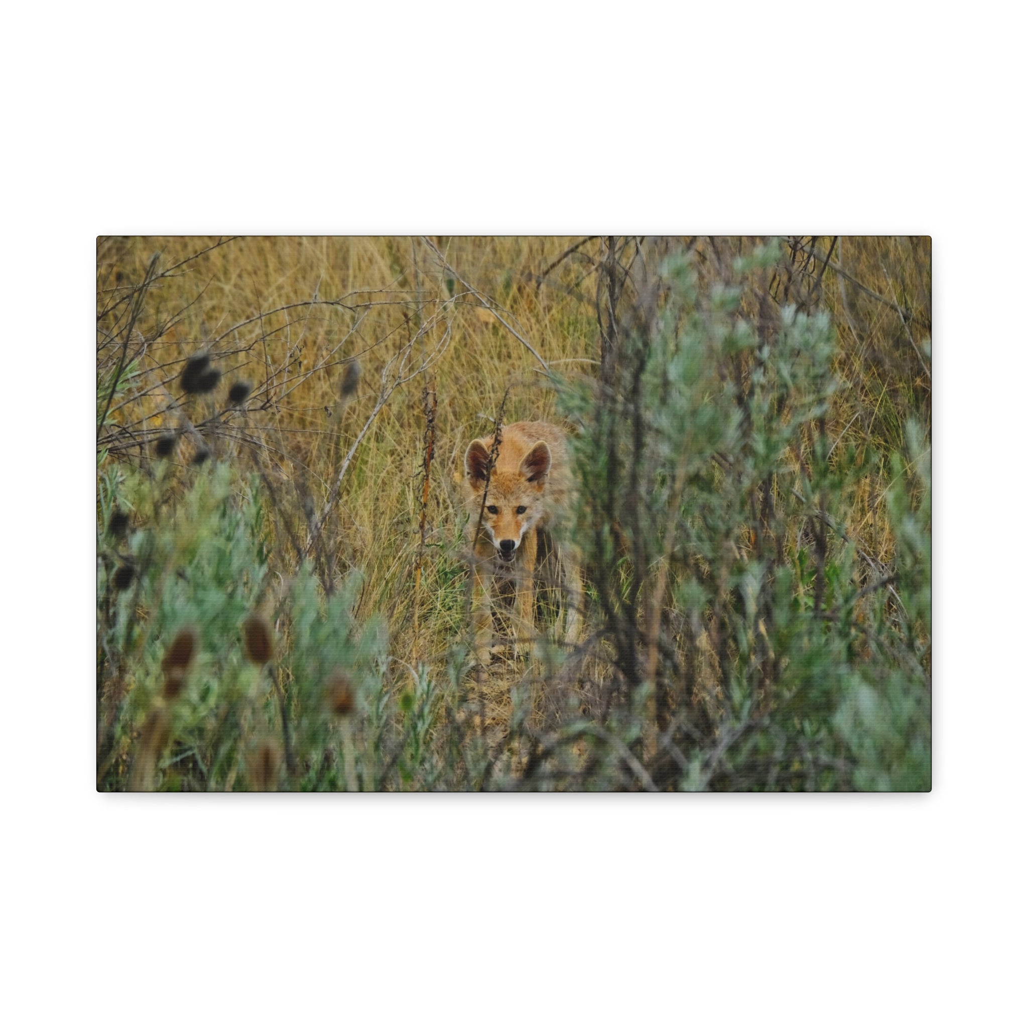 Coyote Pup Staring - Matte Stretched Canvas