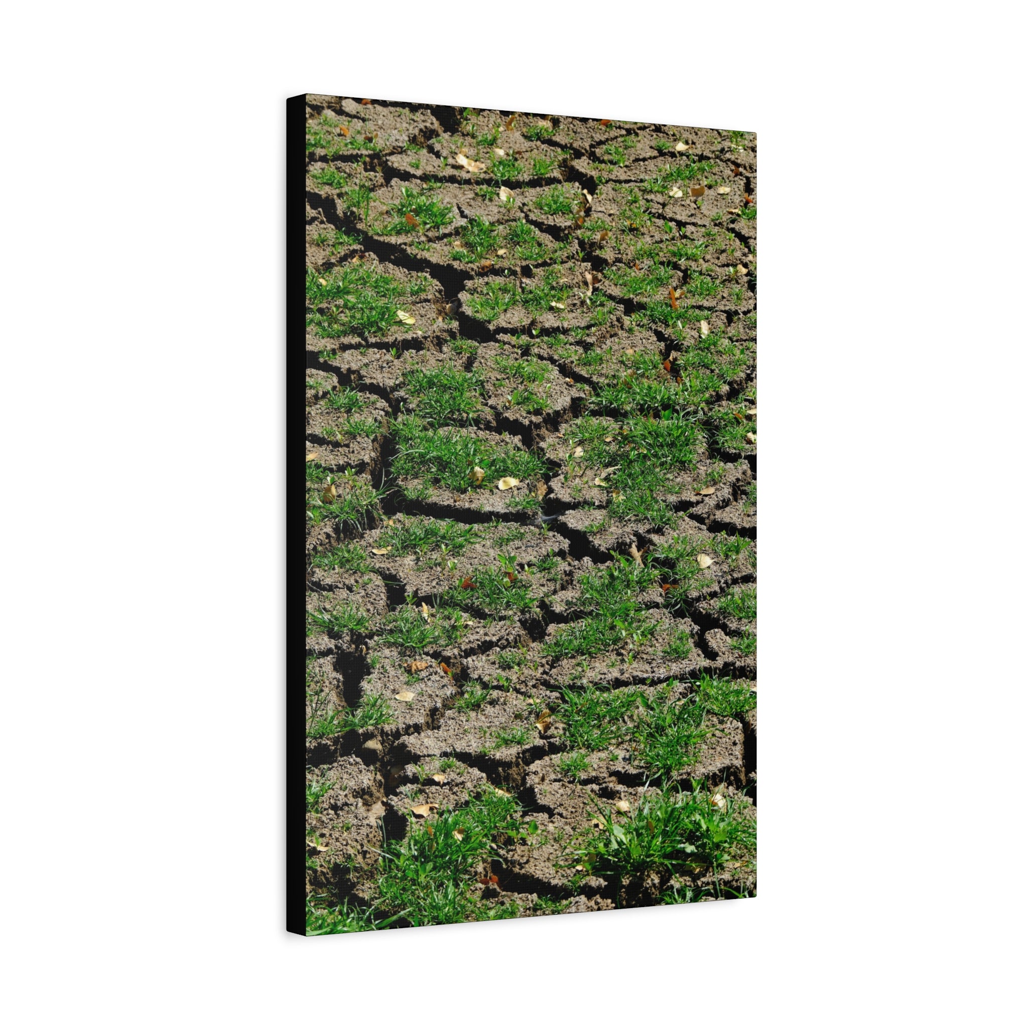 Life Finds A Way Canvas Print — Cracked Earth with Green Grass Matte Stretched Canvas (1.25")