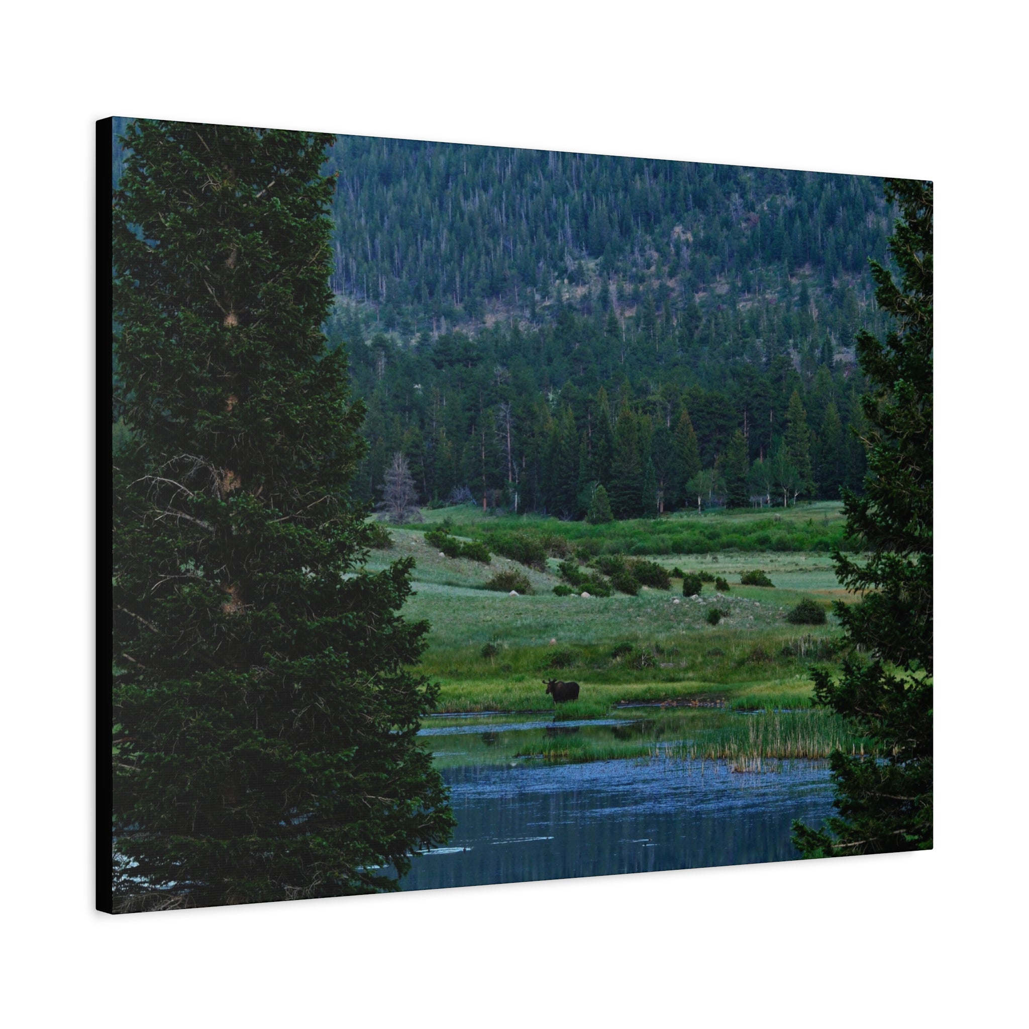 Moose Meadow Canvas Wall Art – Stretched Matte Landscape Print