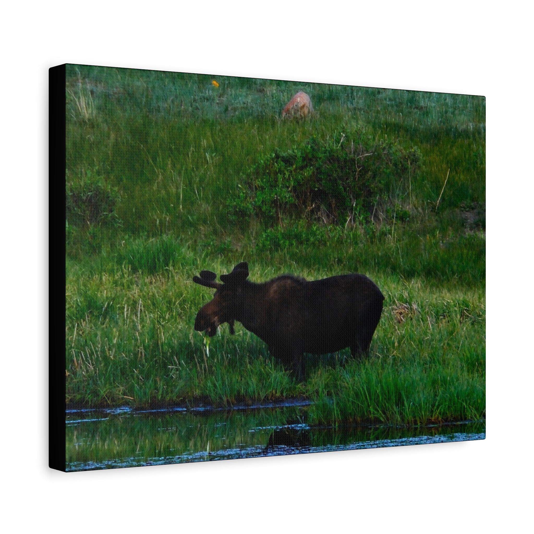 Munching Moose Matte Canvas Print — Stretched Wildlife Wall Art
