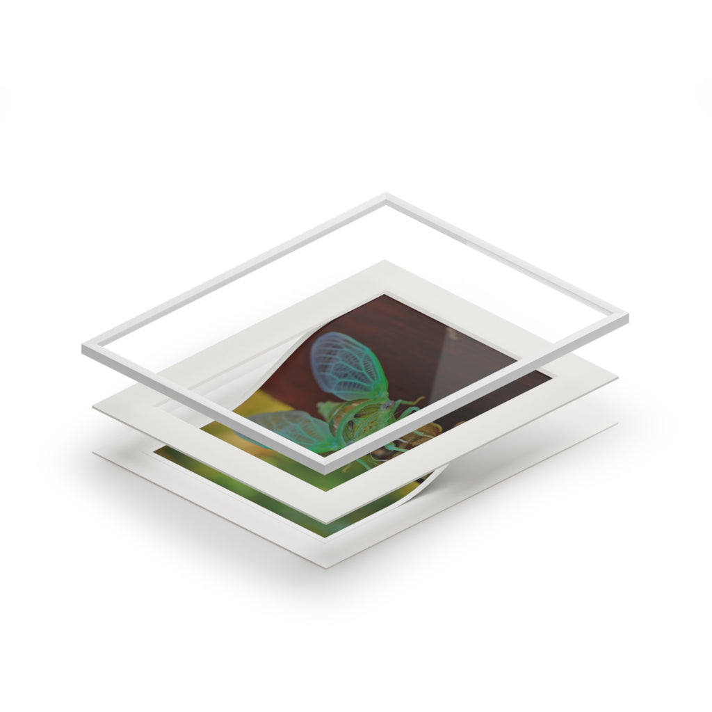 Cicada Close-Up Fine Art Print (Passepartout Matted)