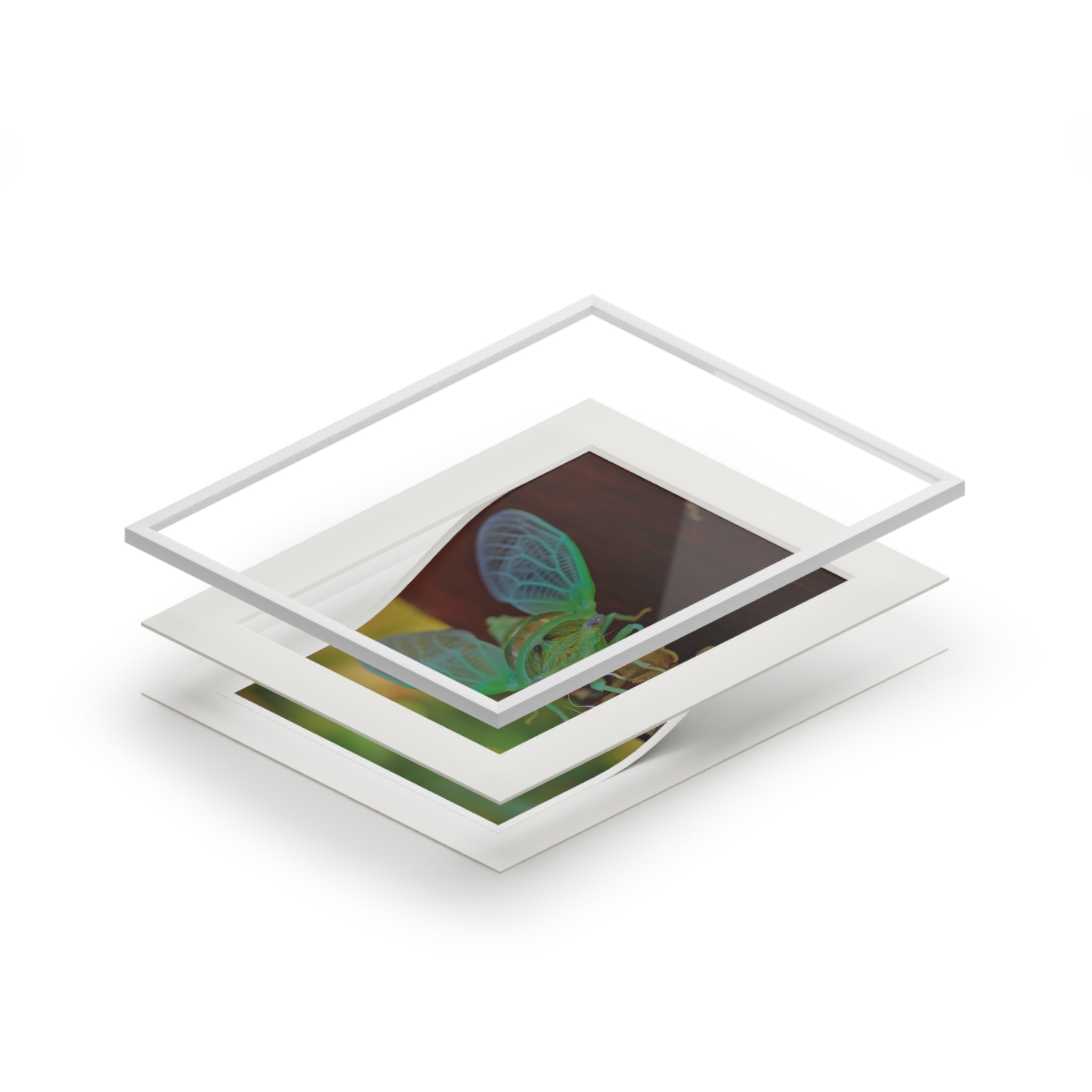 Cicada Close-Up Fine Art Print (Passepartout Matted)