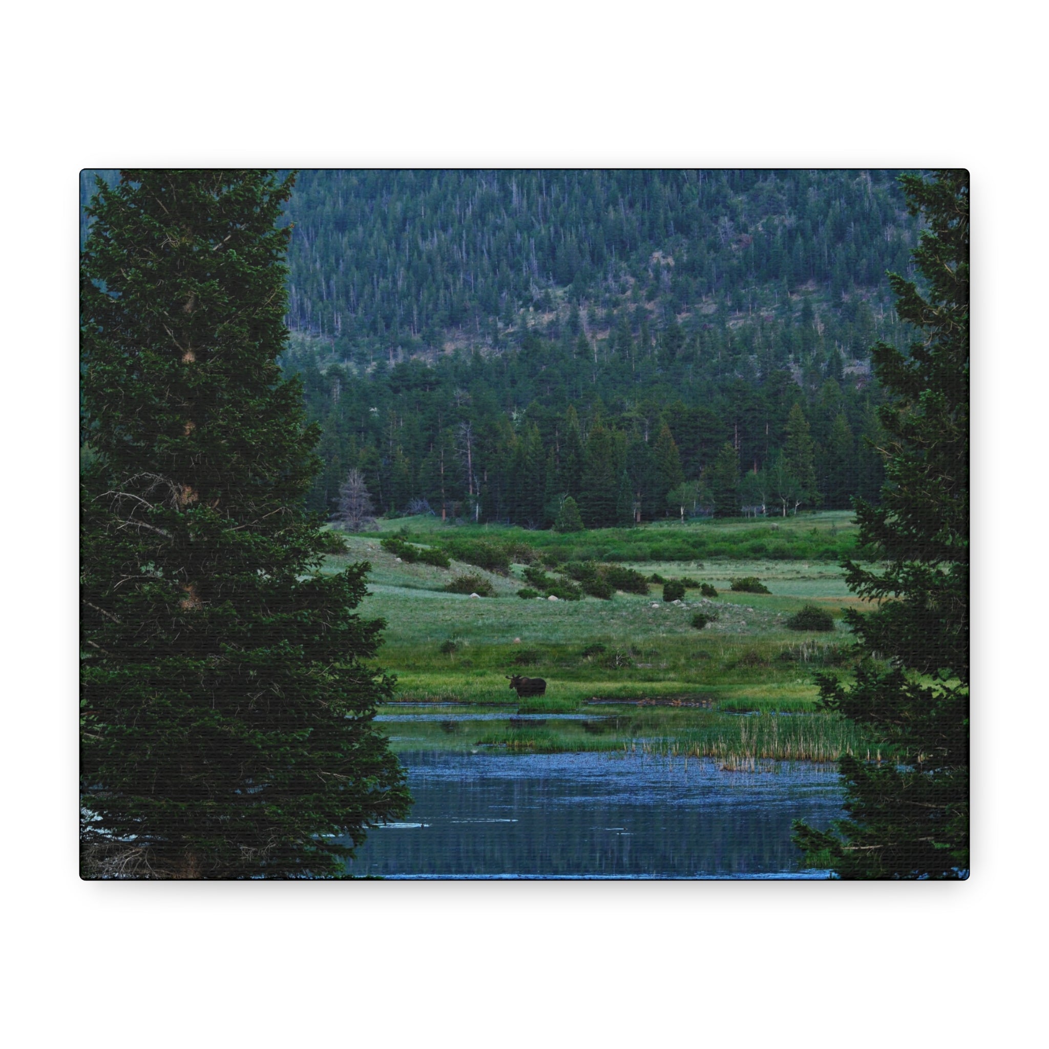 Moose Meadow Canvas Wall Art – Stretched Matte Landscape Print