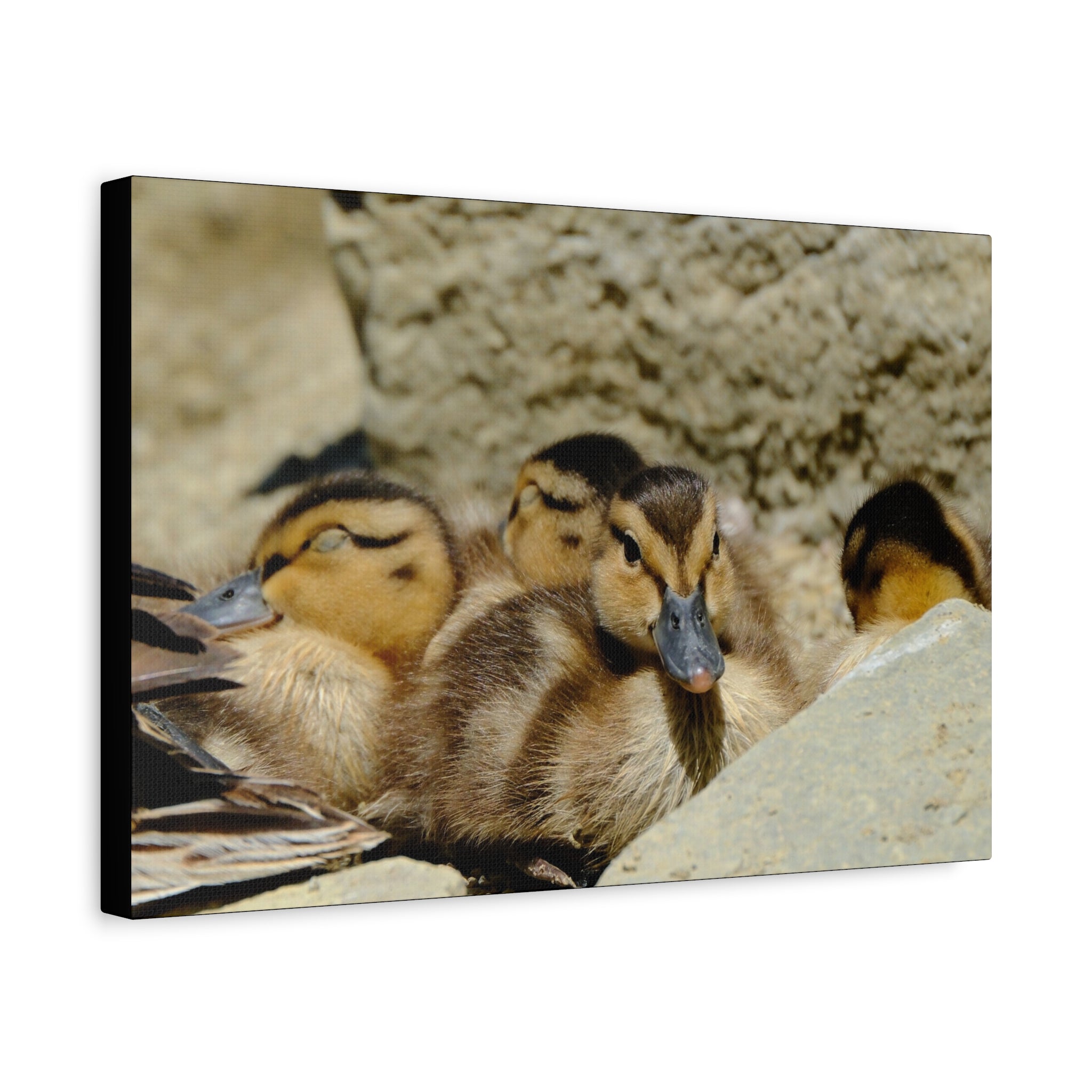 Duckling Canvas Print - Cute Baby Ducks Matte Stretched Wall Art