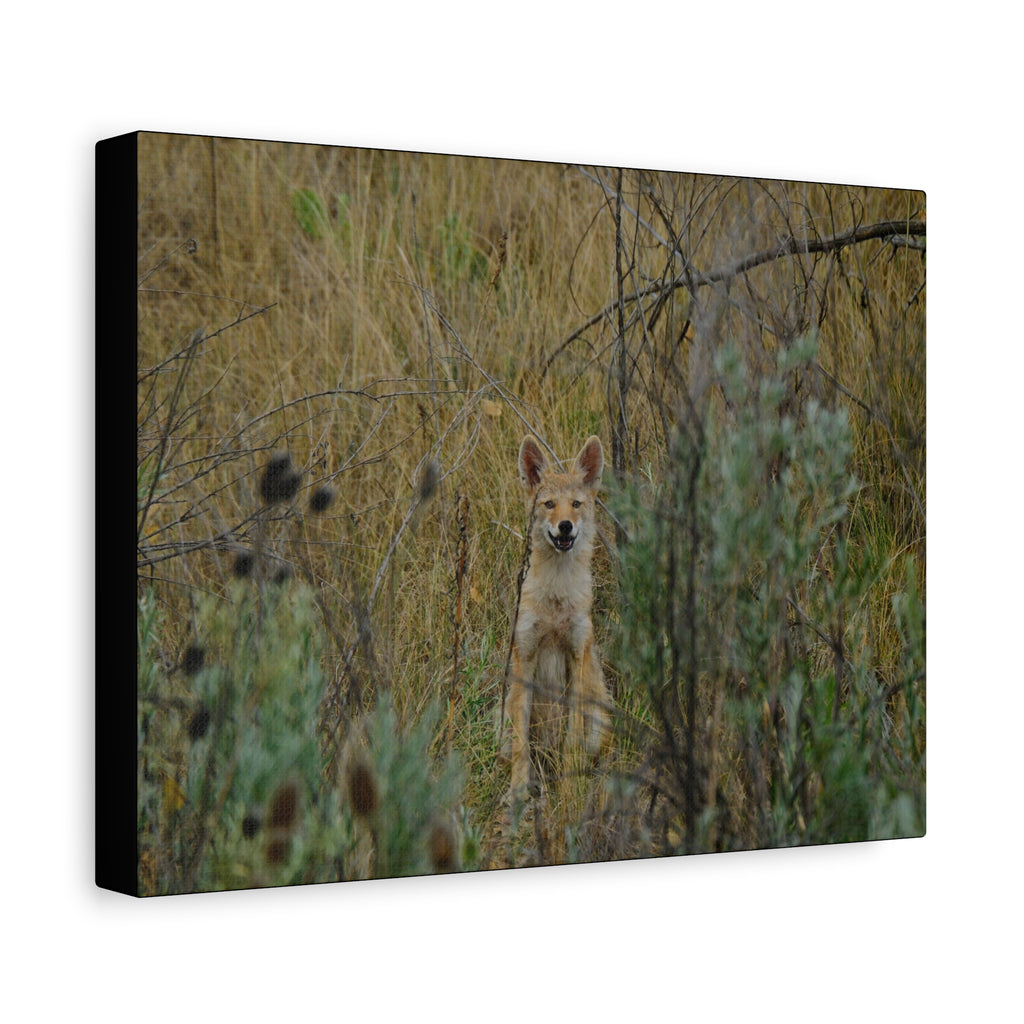 Friendly Face In The Wild - Coyote in Tall Grass Matte Canvas Wall Art