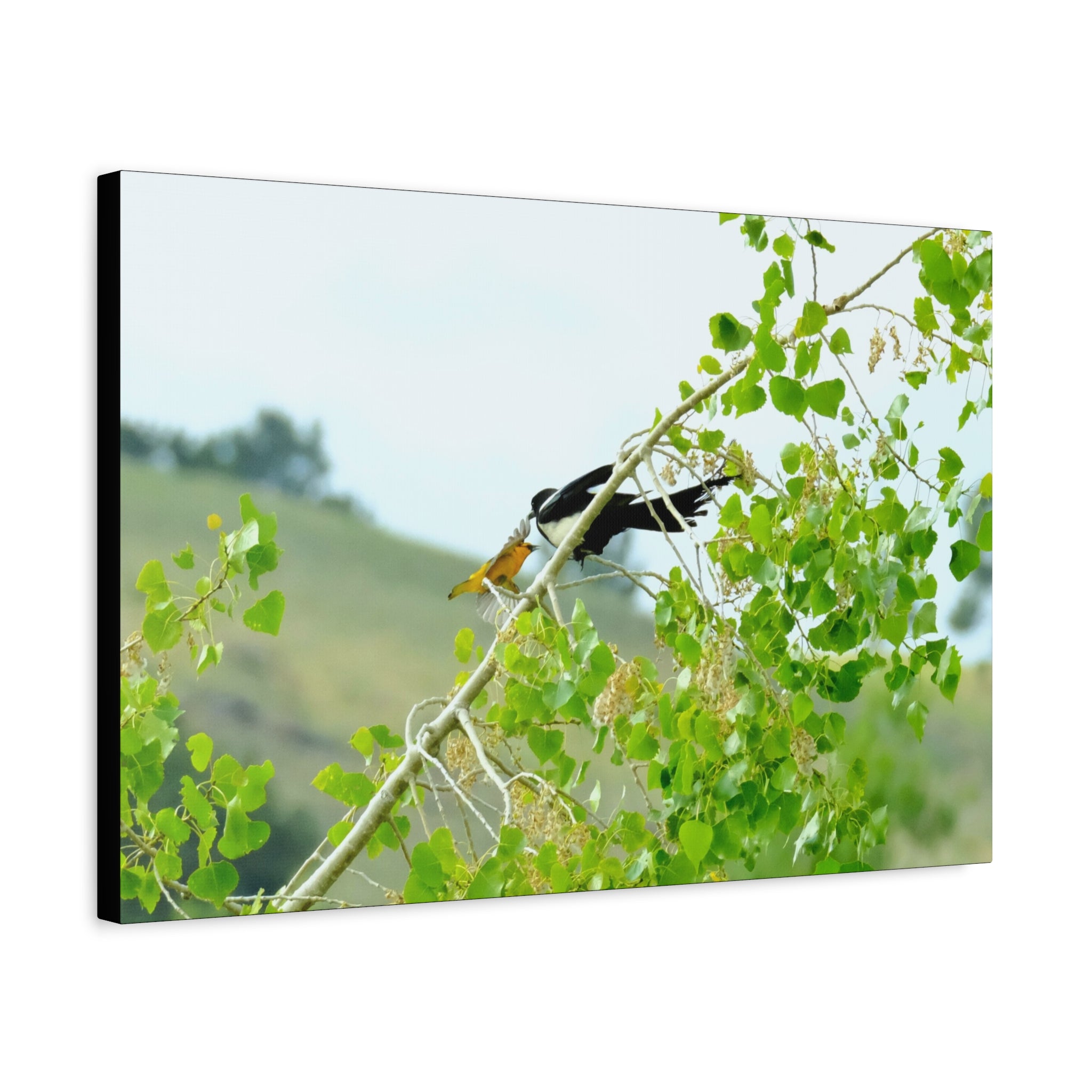 Oriole & Magpie Battle on an Aspen Branch - Matte Stretched Canvas Wall Art