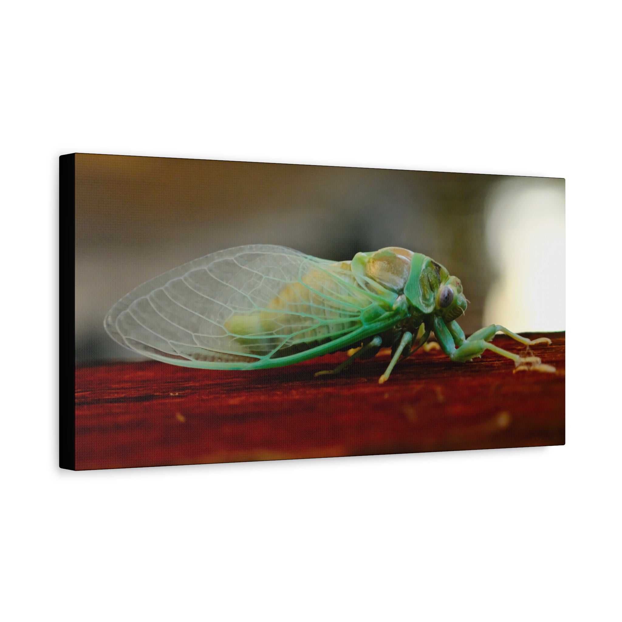Cicada Close-Up Matte Canvas Print — Stretched 1.25" Nature Wall Art