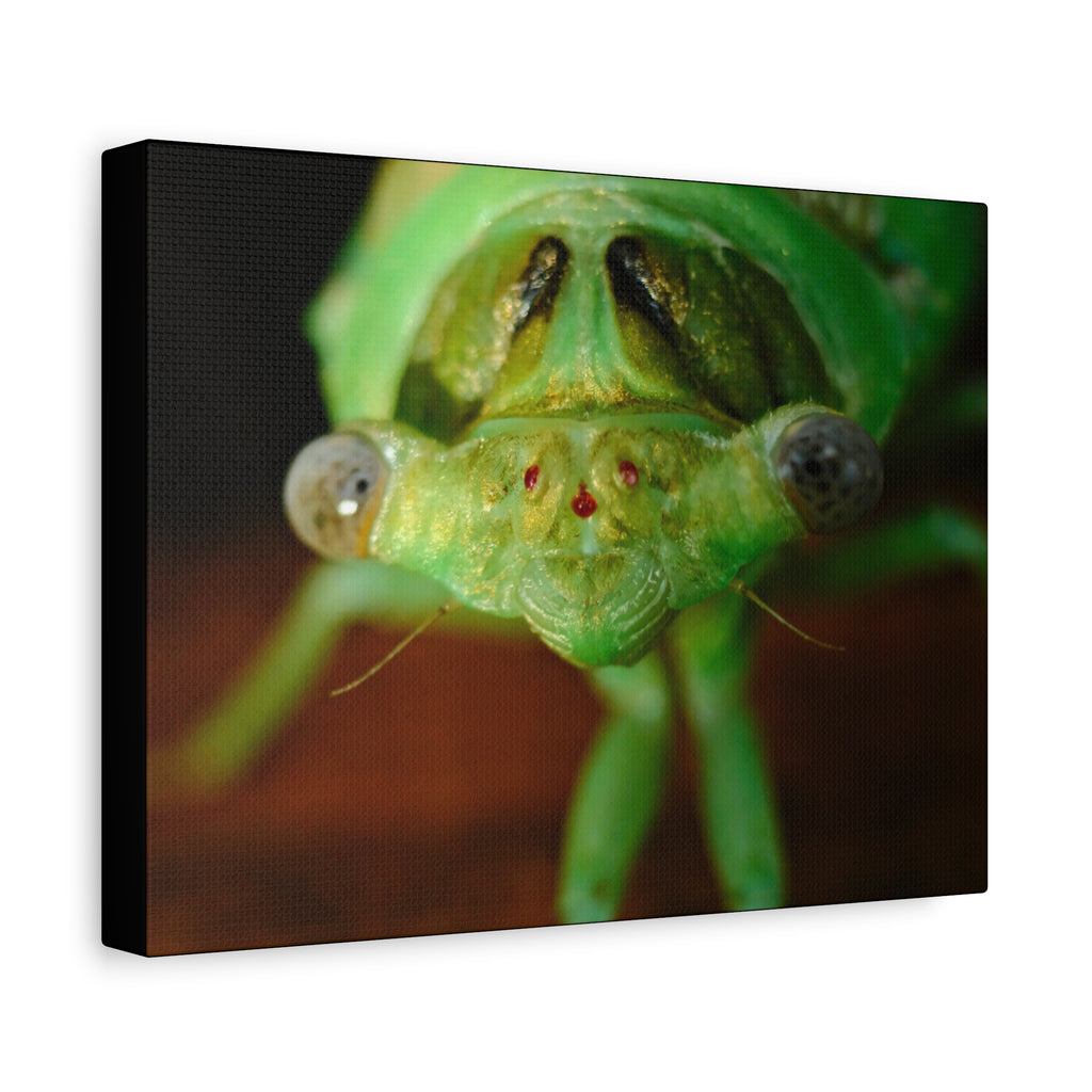 Cute Green Cicada Macro Canvas Print — Close-Up Insect Wall Art