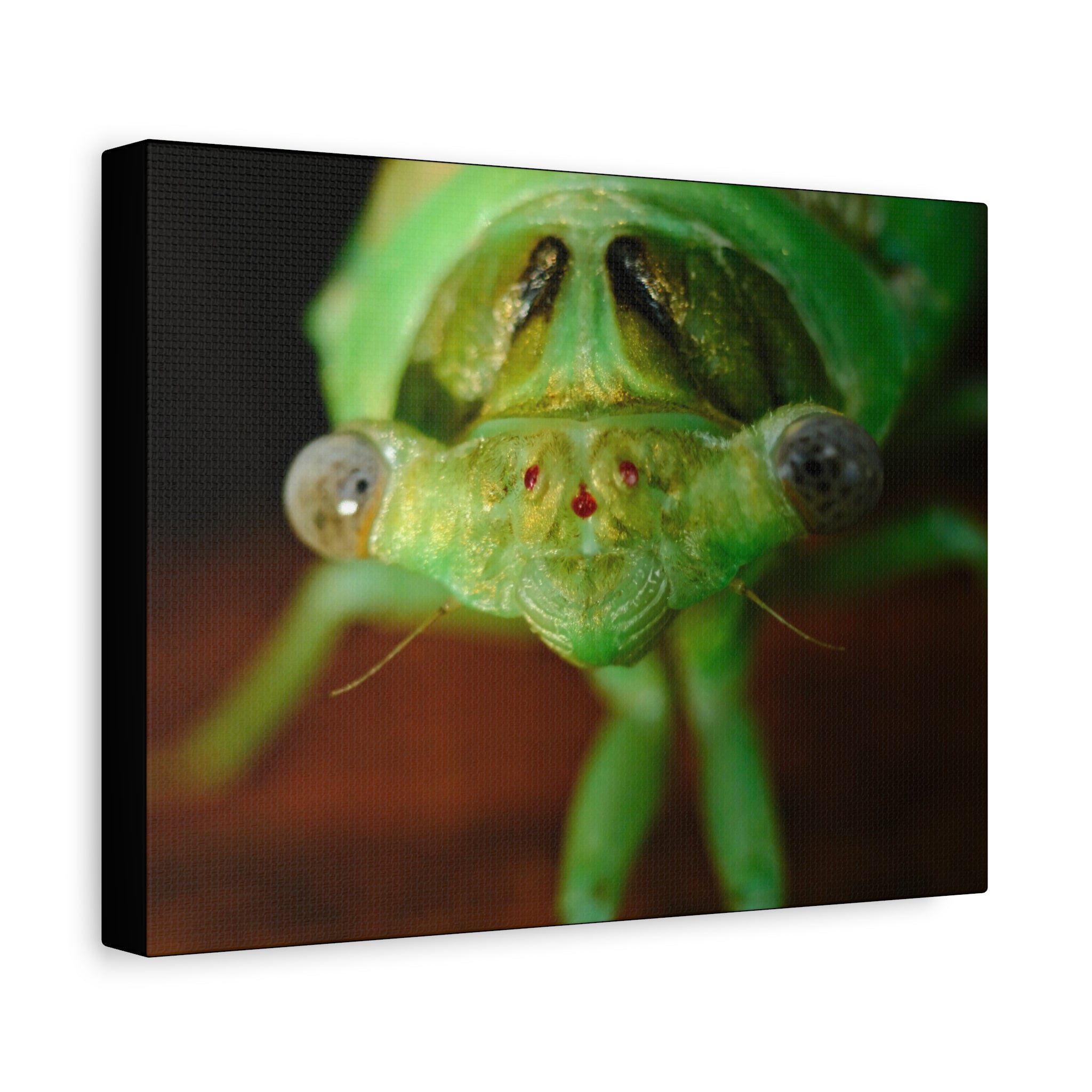Cute Green Cicada Macro Canvas Print — Close-Up Insect Wall Art