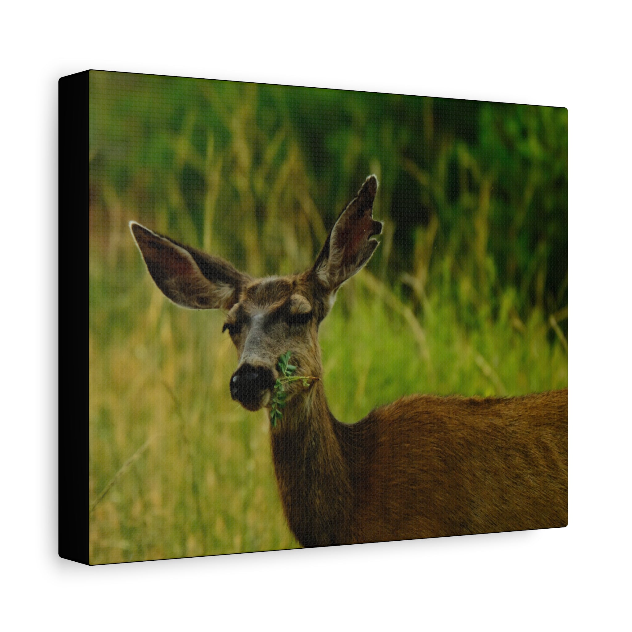 Doe Portrait Matte Canvas Wall Art