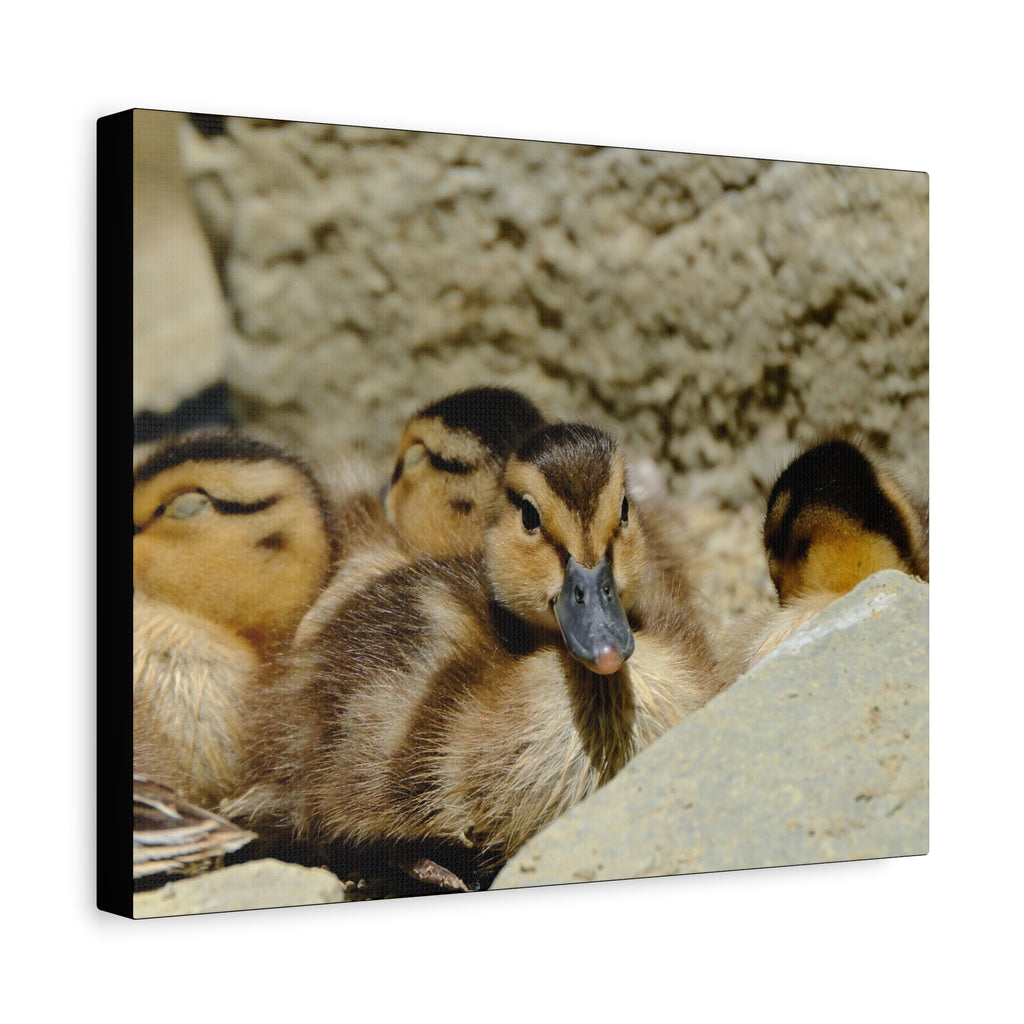Duckling Canvas Print - Cute Baby Ducks Matte Stretched Wall Art