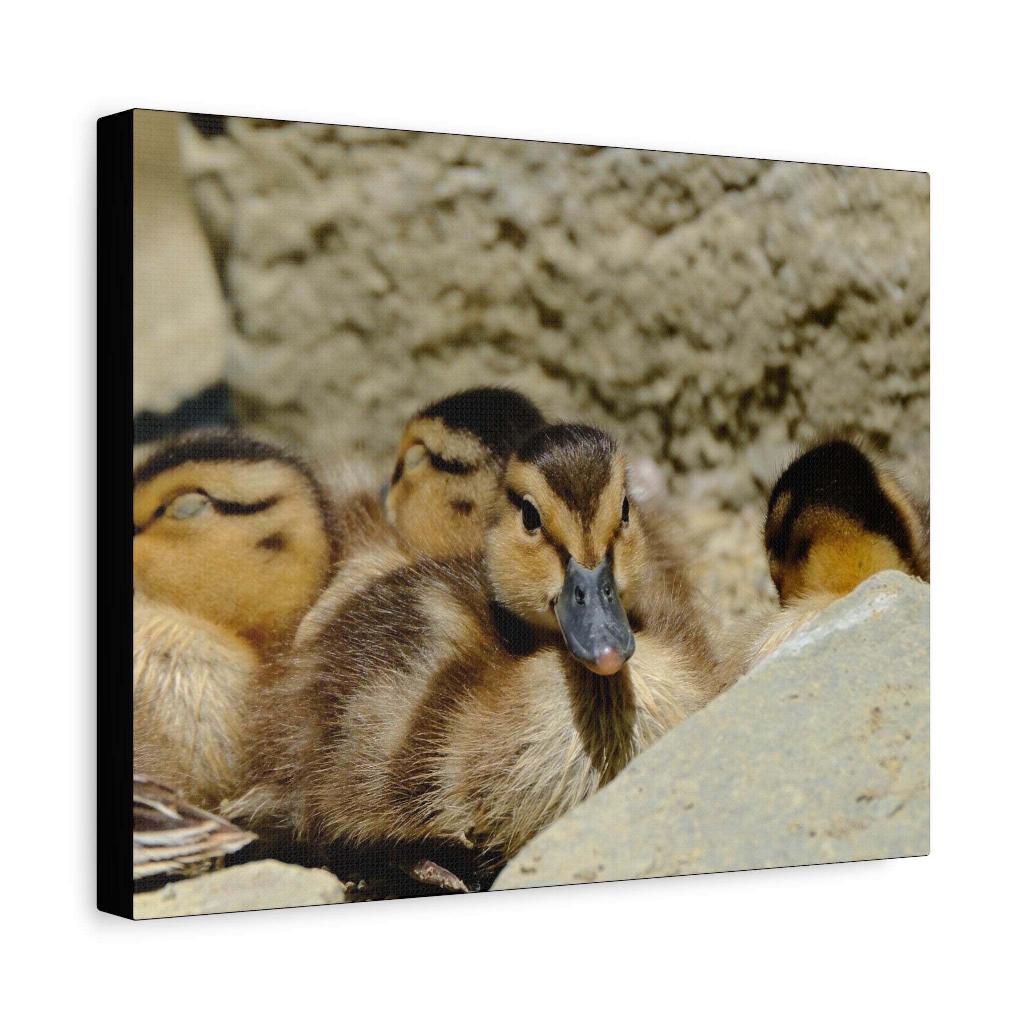 Duckling Canvas Print - Cute Baby Ducks Matte Stretched Wall Art