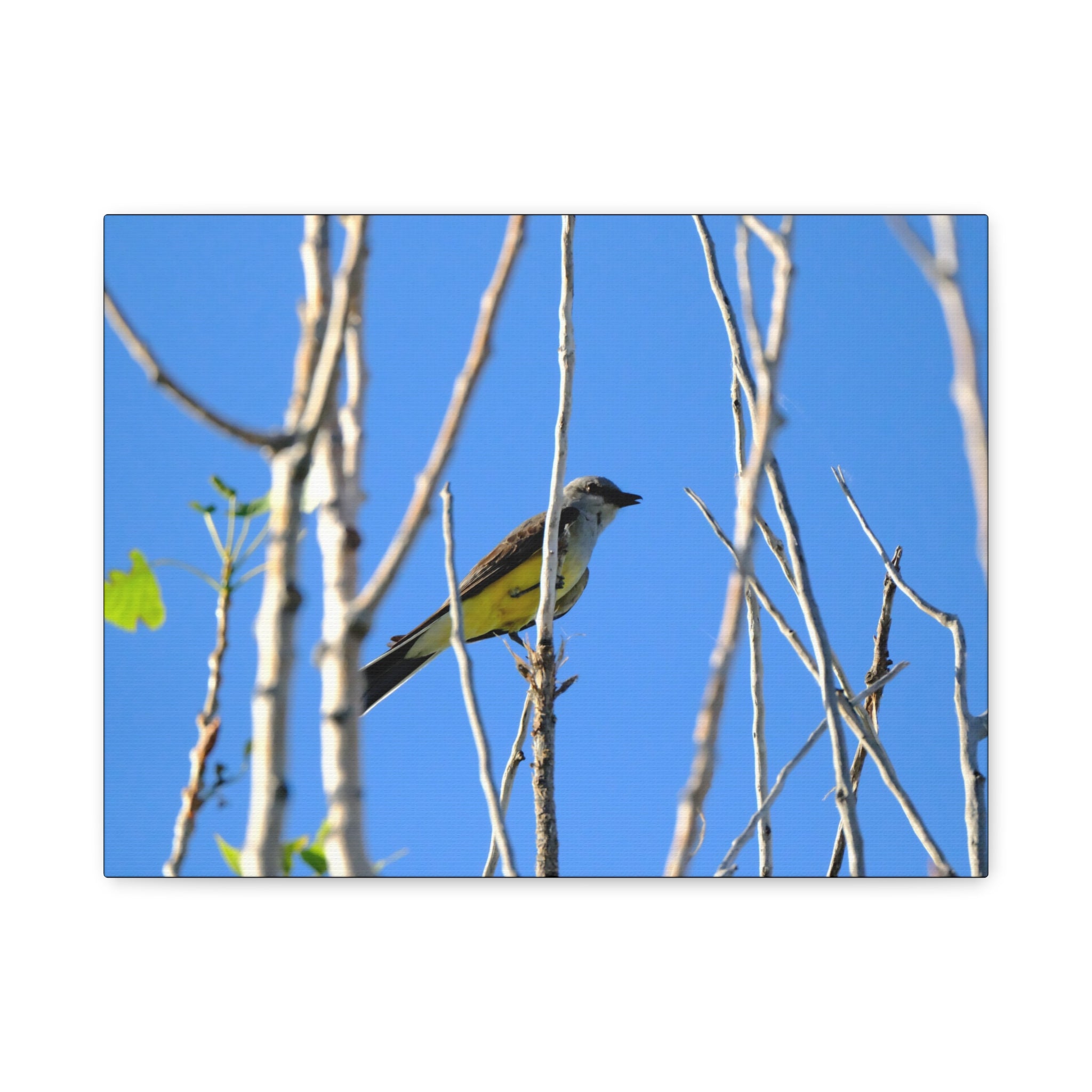 Western King Bird Horizontal Matte Canvas, Stretched, 1.25"
