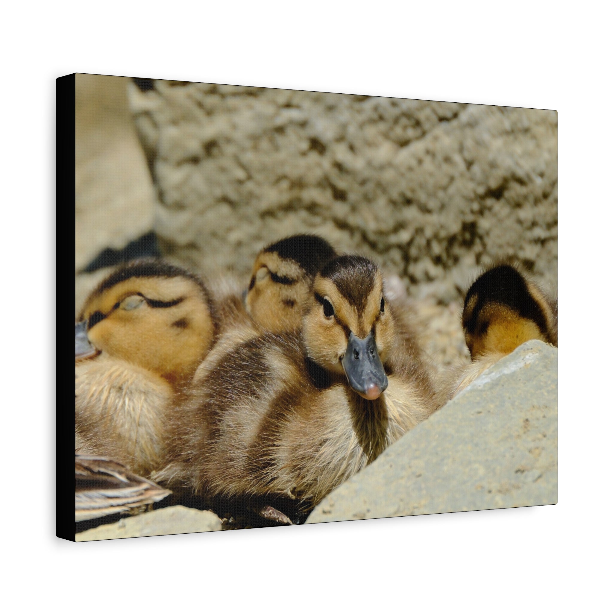 Duckling Canvas Print - Cute Baby Ducks Matte Stretched Wall Art