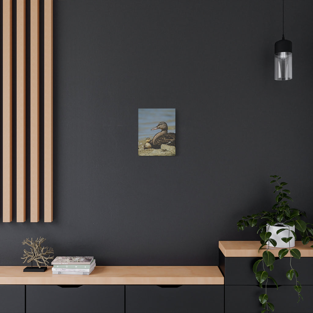 Duck and Duckling Canvas Print — Mother & Baby Wildlife Wall Art