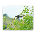 Oriole & Magpie Battle on an Aspen Branch - Matte Stretched Canvas Wall Art