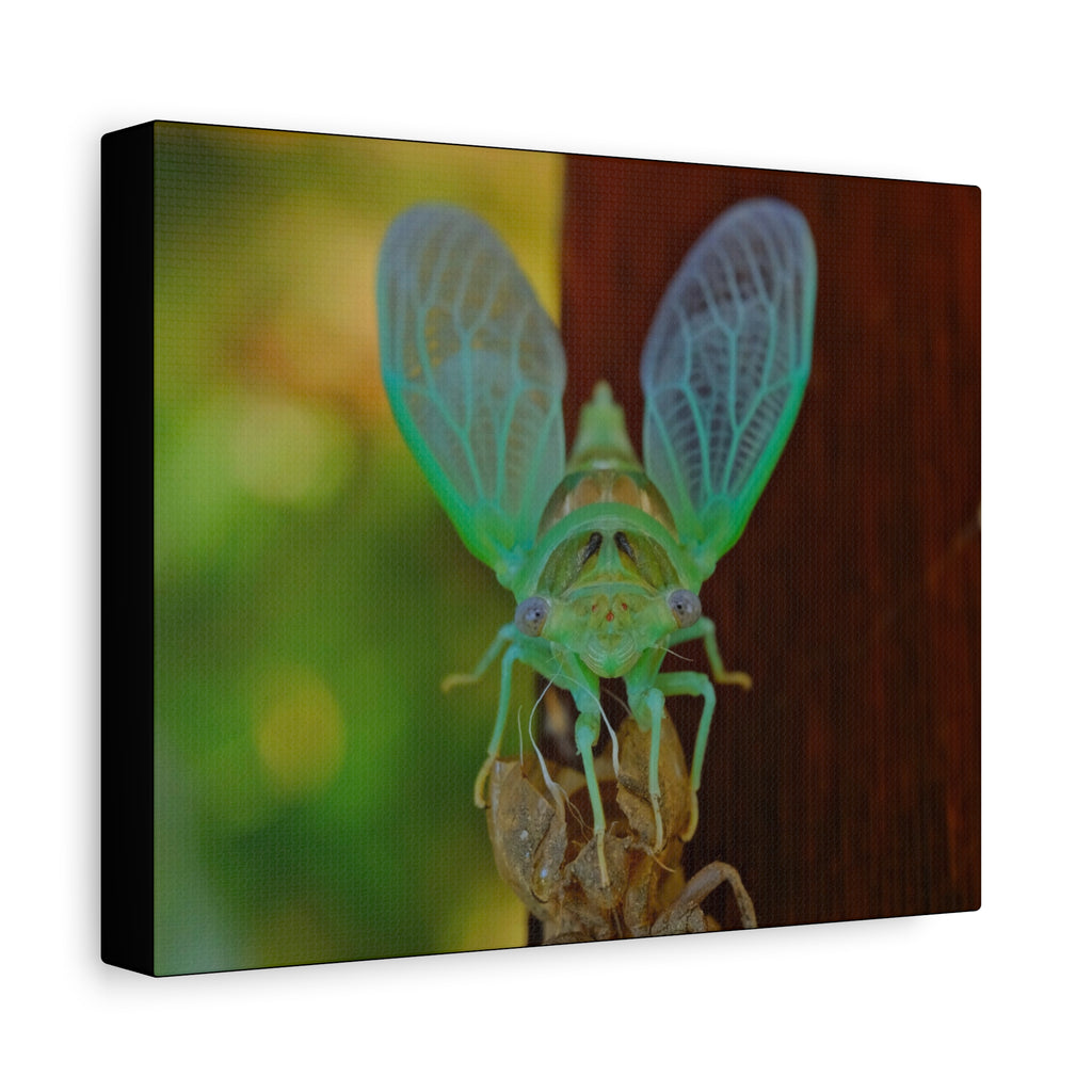 The Cutest Green Cicada Canvas Print - Matte Stretched Wall Art