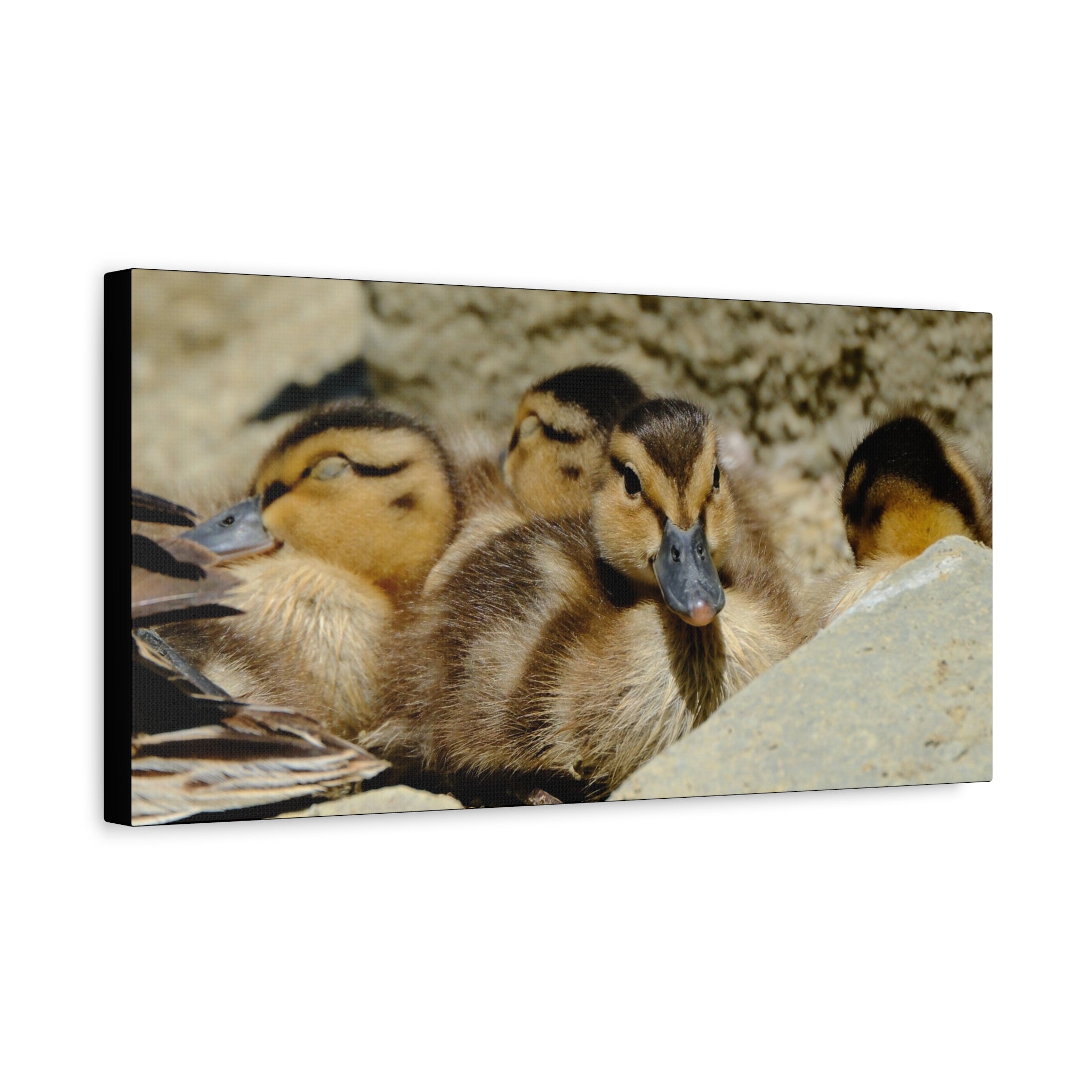 Duckling Canvas Print - Cute Baby Ducks Matte Stretched Wall Art