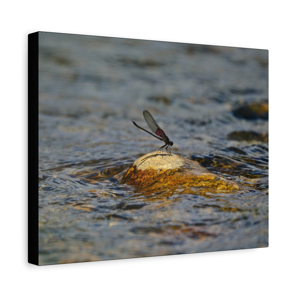 Damselfly on River Rock - Matte Canvas Print