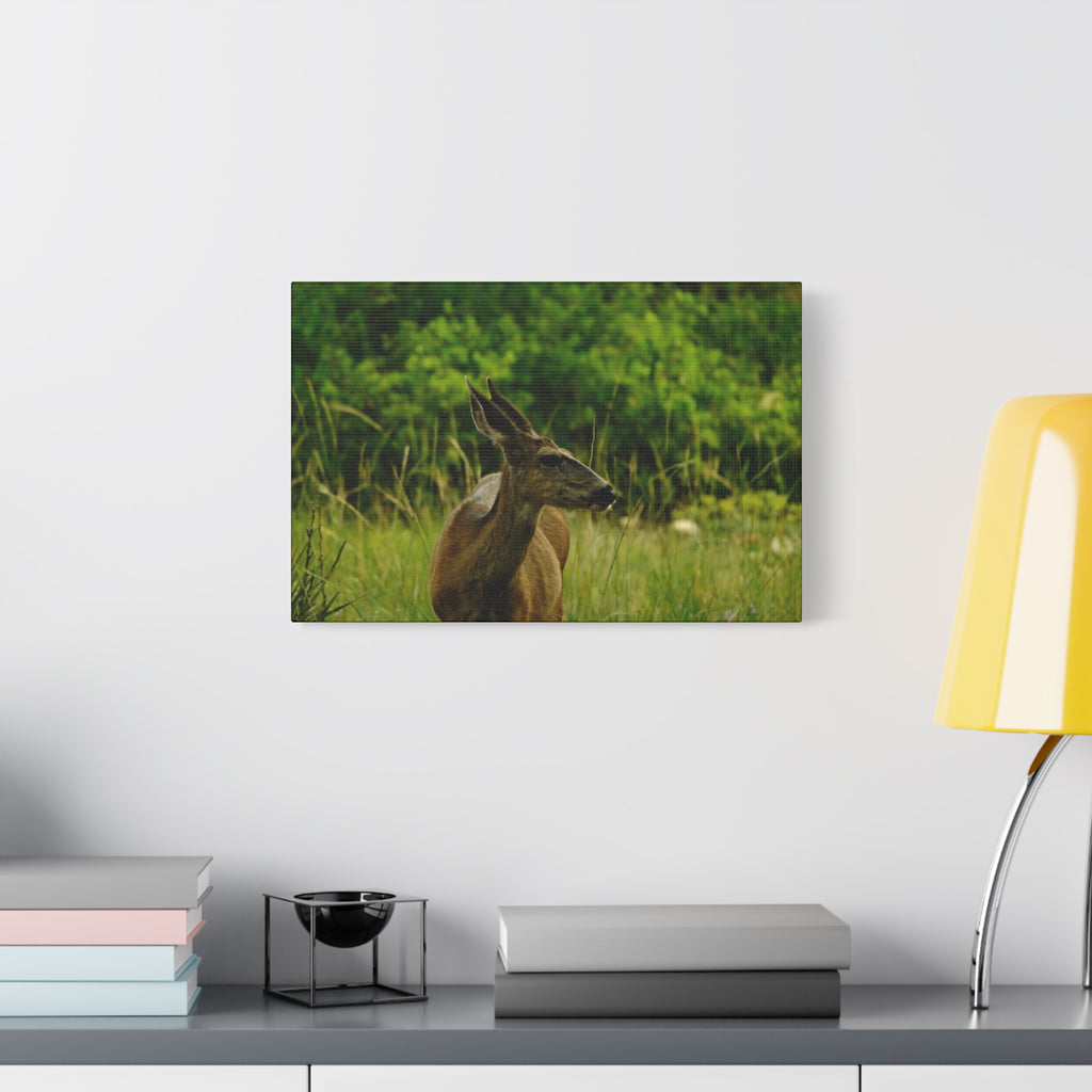 Doe in Meadow Matte Stretched Canvas (1.25") — Wildlife Wall Art