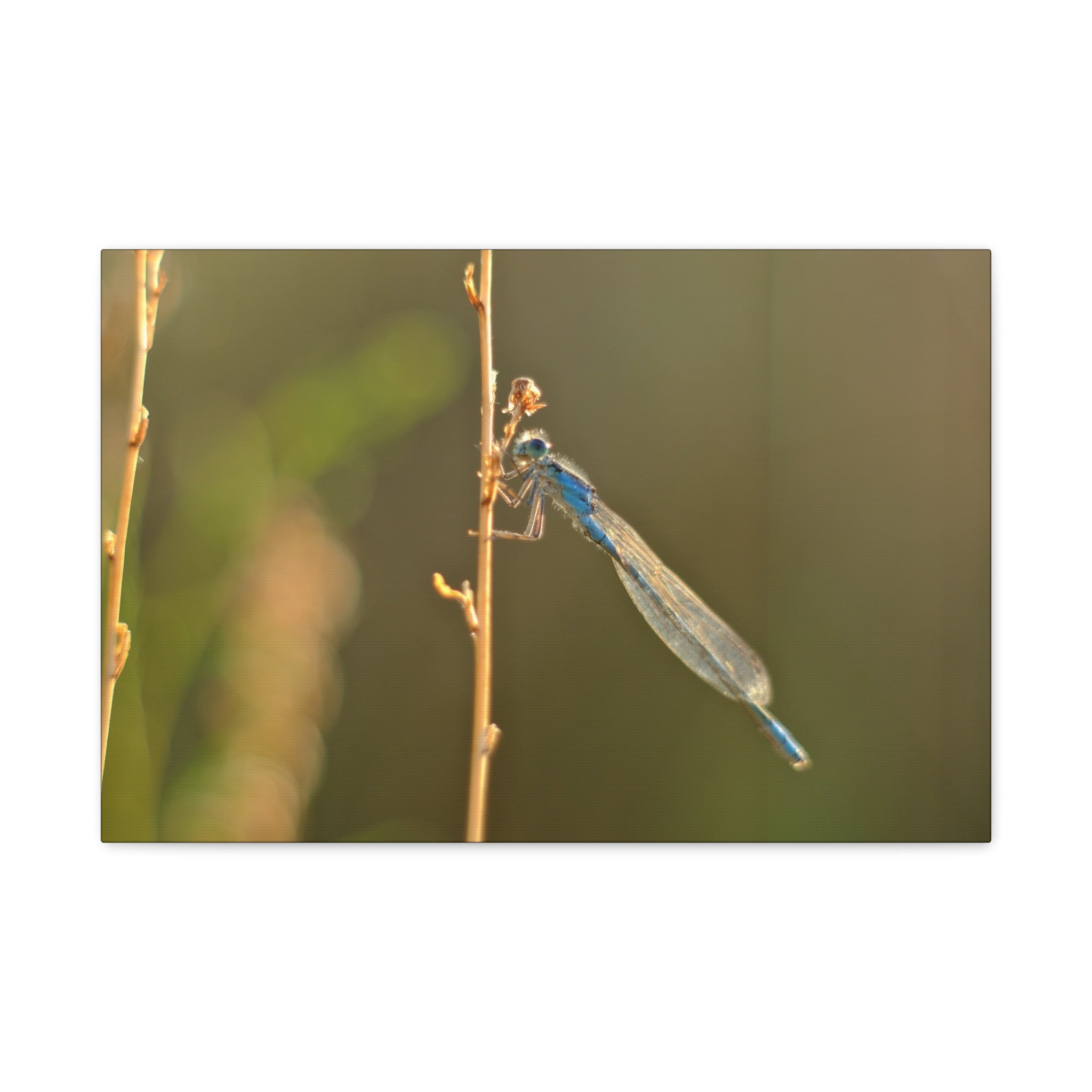 Blue Dragonfly Macro Canvas Print — Blue Damselfly Nature Wall Art, Matte Stretched 1.25"