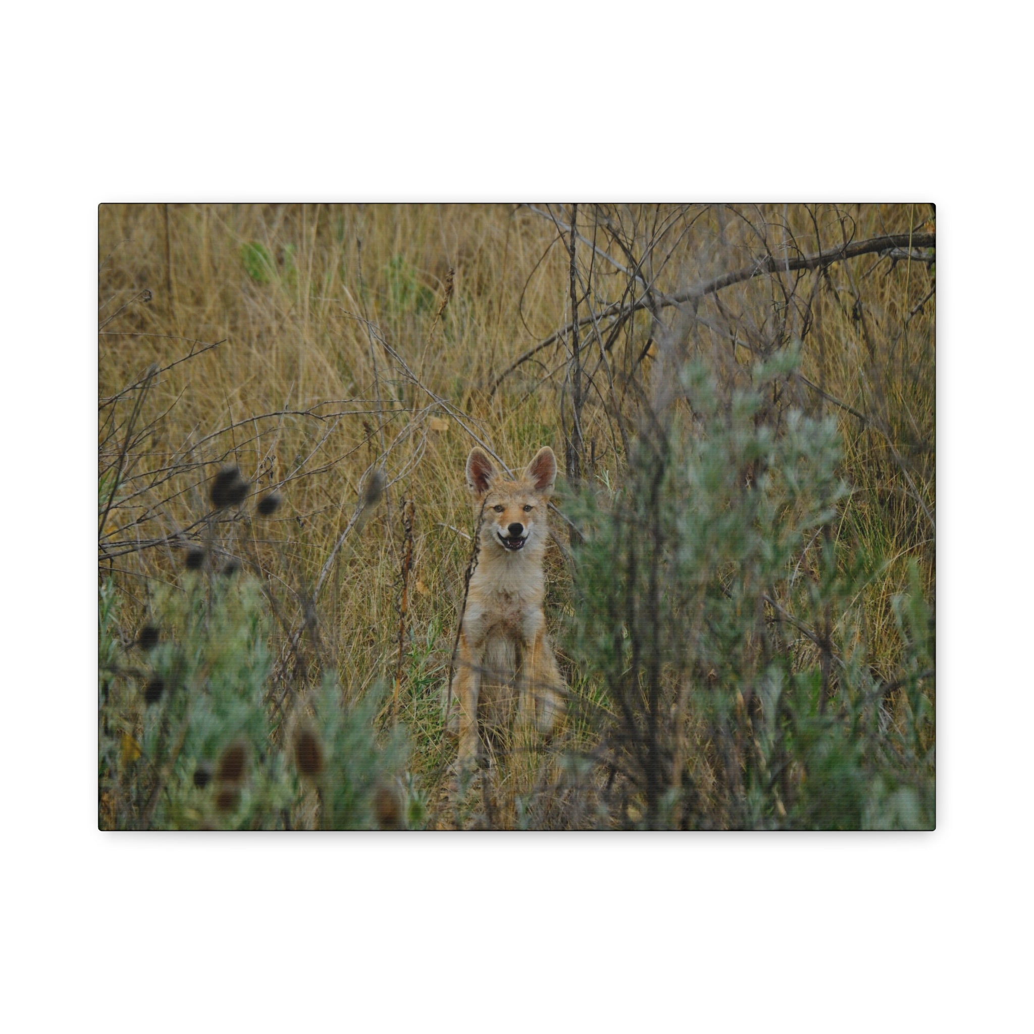 Friendly Face In The Wild - Coyote in Tall Grass Matte Canvas Wall Art