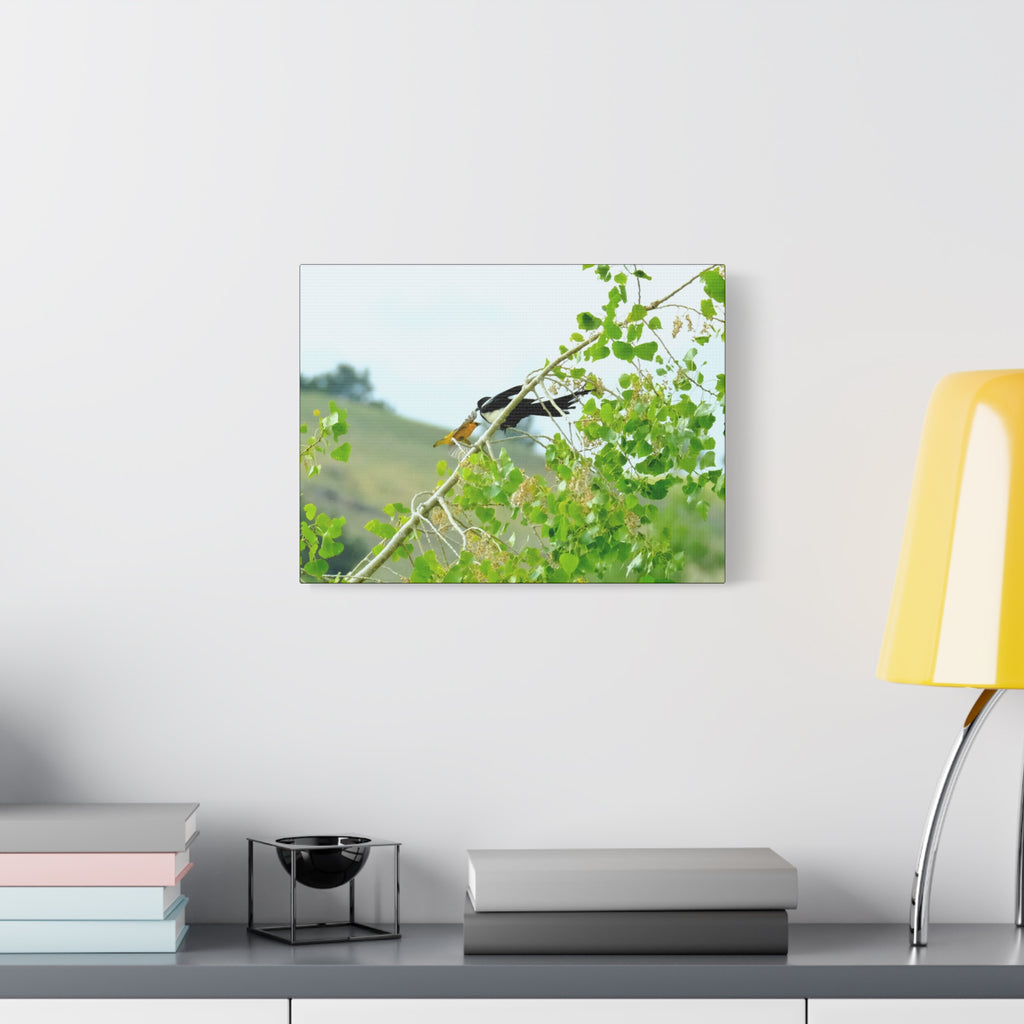 Oriole & Magpie Battle on an Aspen Branch - Matte Stretched Canvas Wall Art