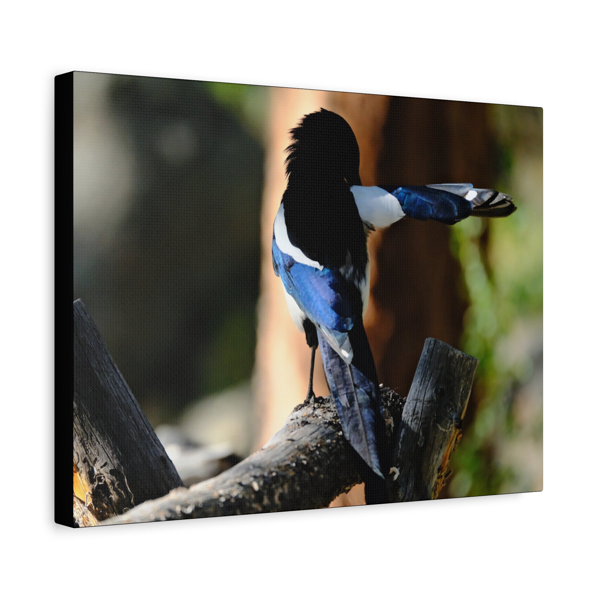 Black-billed Magpie Wildlife Canvas Print — Matte Stretched Wall Art