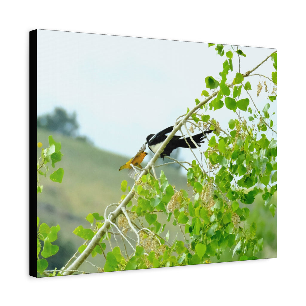 Oriole & Magpie Battle on an Aspen Branch - Matte Stretched Canvas Wall Art