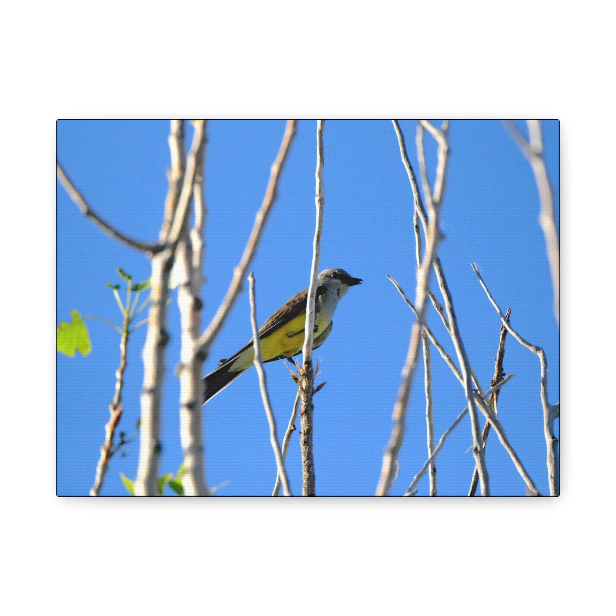Western King Bird Horizontal Matte Canvas, Stretched, 1.25"