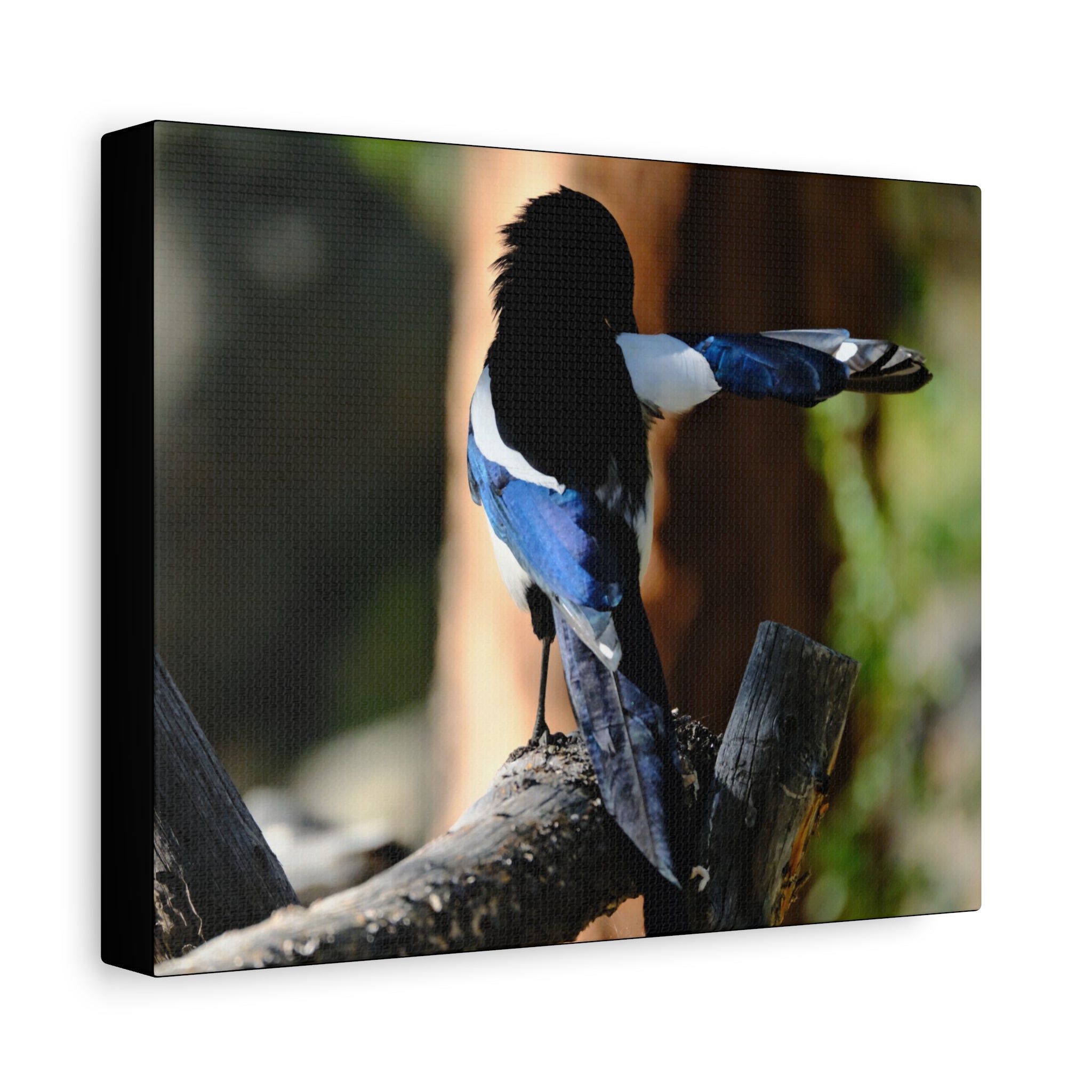 Black-billed Magpie Wildlife Canvas Print — Matte Stretched Wall Art