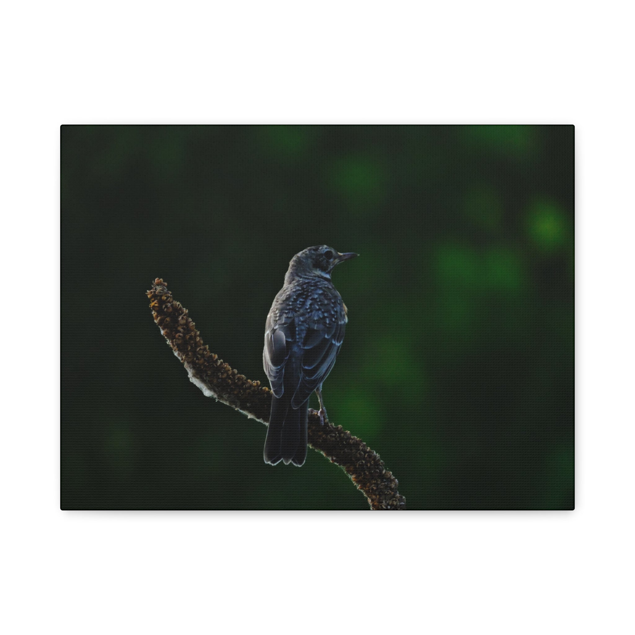 Robin on Branch Matte Canvas Wall Art — Moody Nature Photography Print