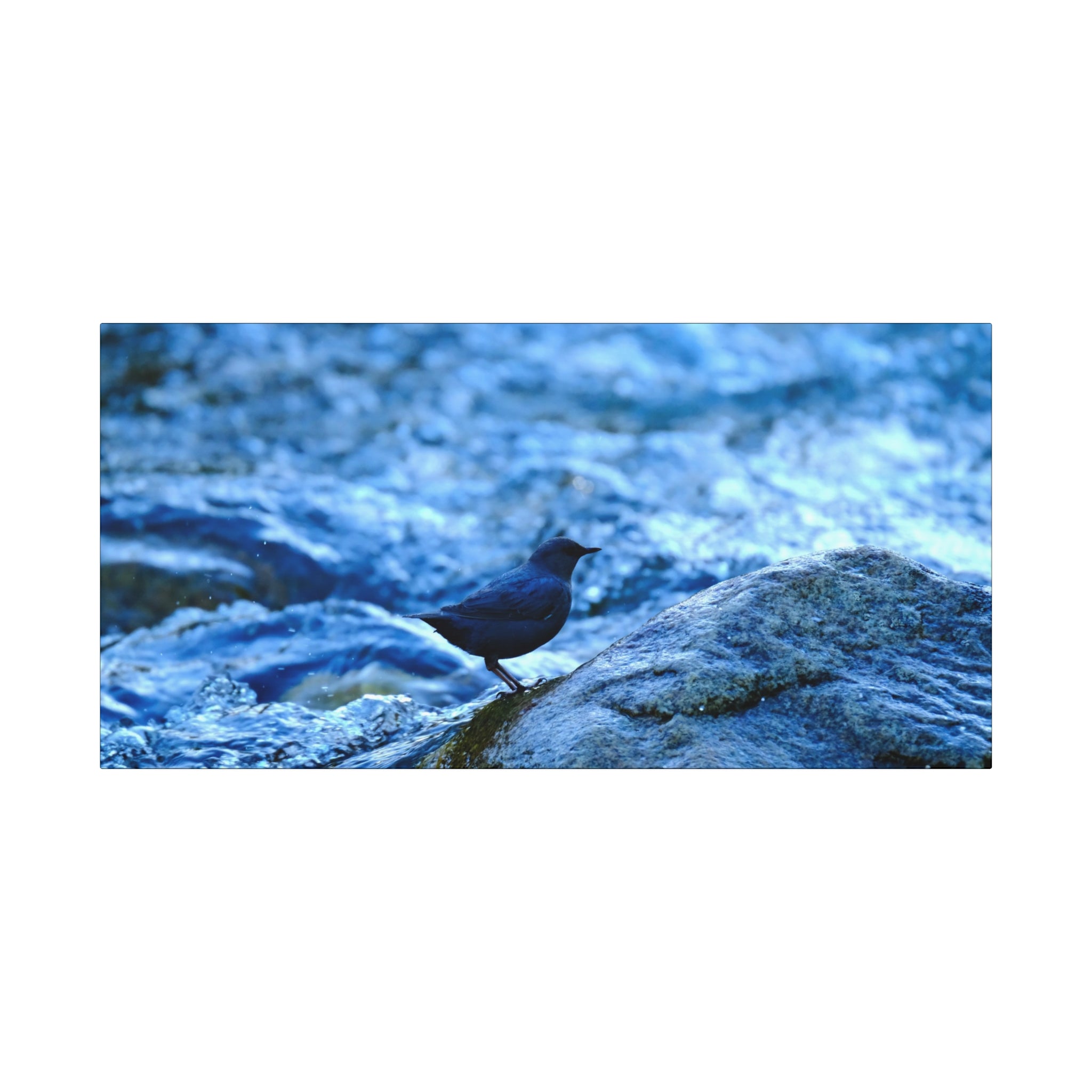 Dipper on Rapids Matte Stretched Canvas Wall Art