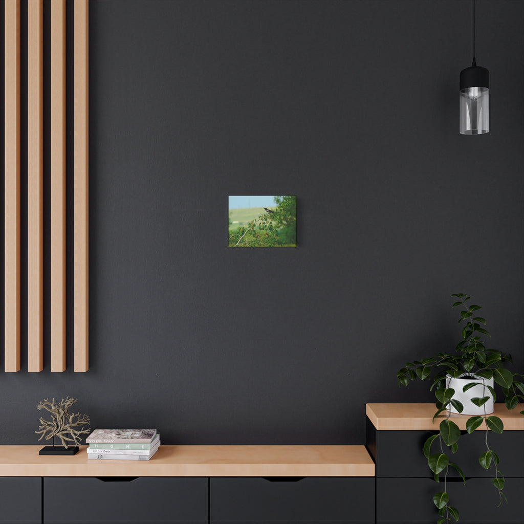 Magpie & Bullock's Oriole resting Matte Stretched Canvas Wall Art