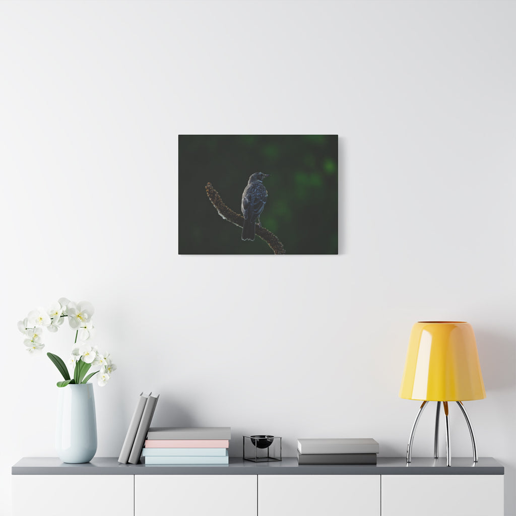 Robin on Branch Matte Canvas Wall Art — Moody Nature Photography Print