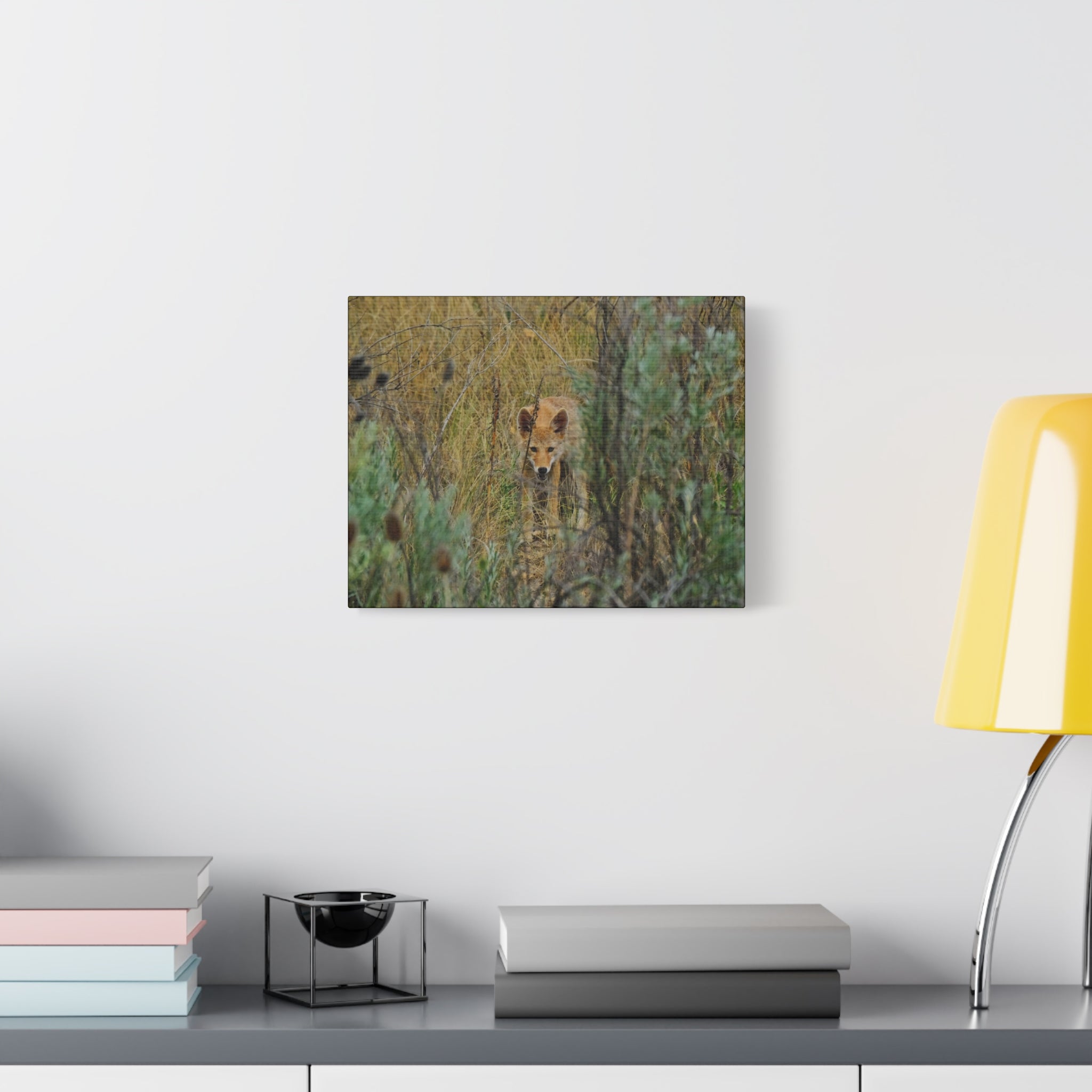 Coyote Pup Staring - Matte Stretched Canvas