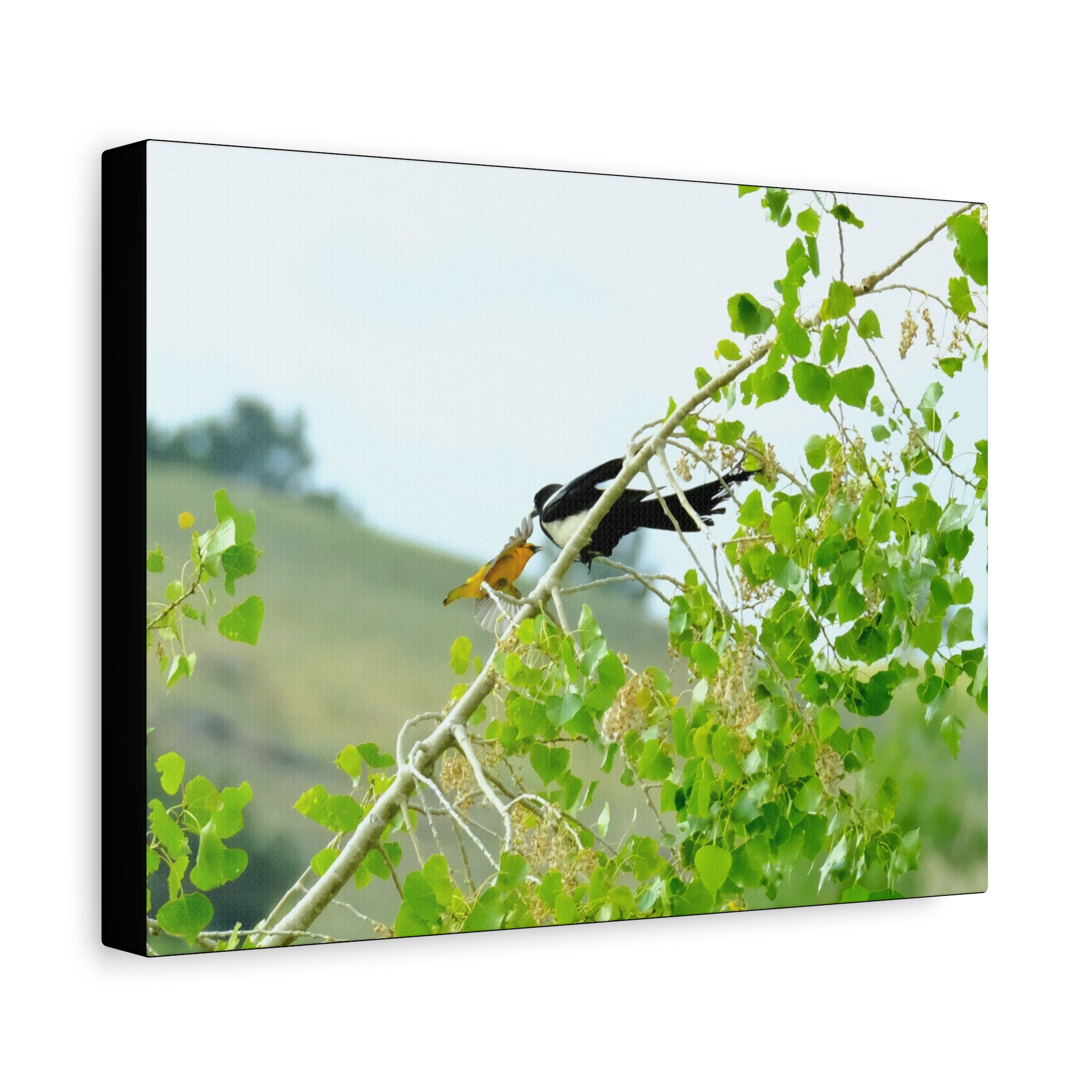 Oriole & Magpie Battle on an Aspen Branch - Matte Stretched Canvas Wall Art
